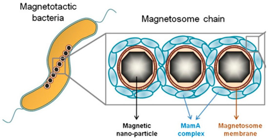 Pharmaceutics 13 01262 g002