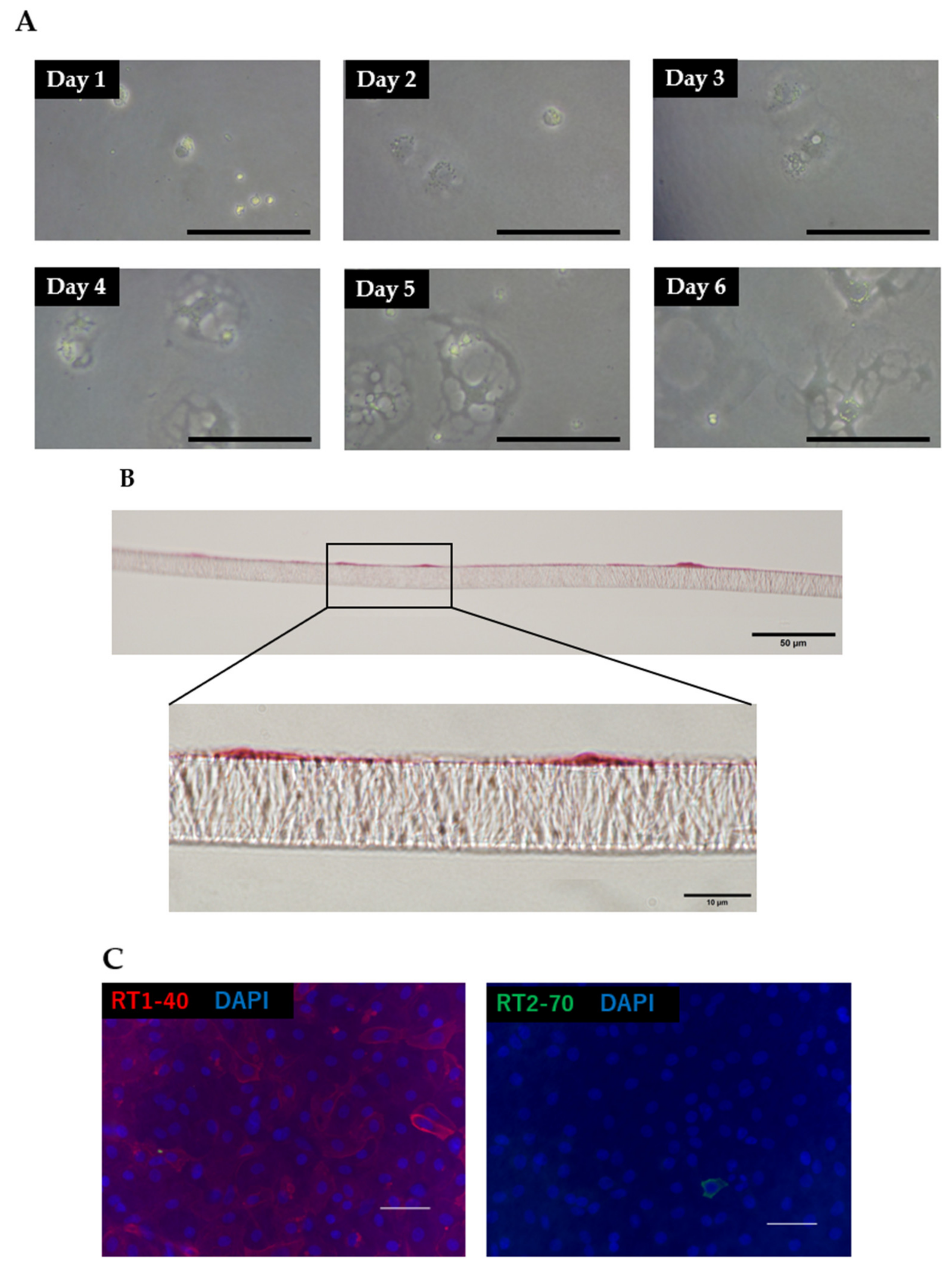 Pharmaceutics 13 01264 g003