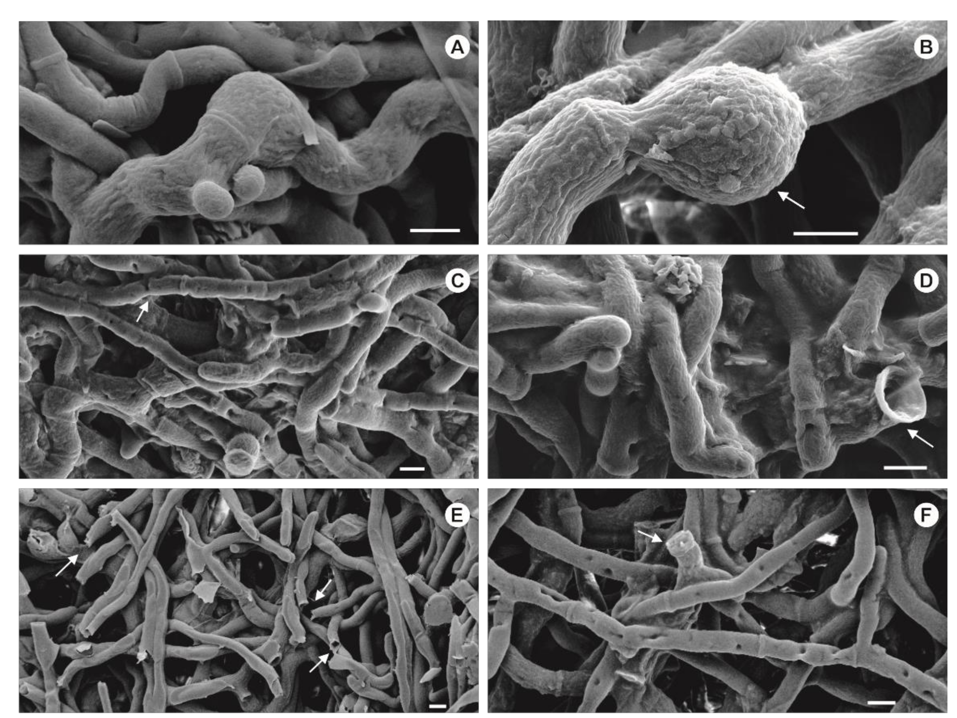 Pharmaceutics 13 01268 g006