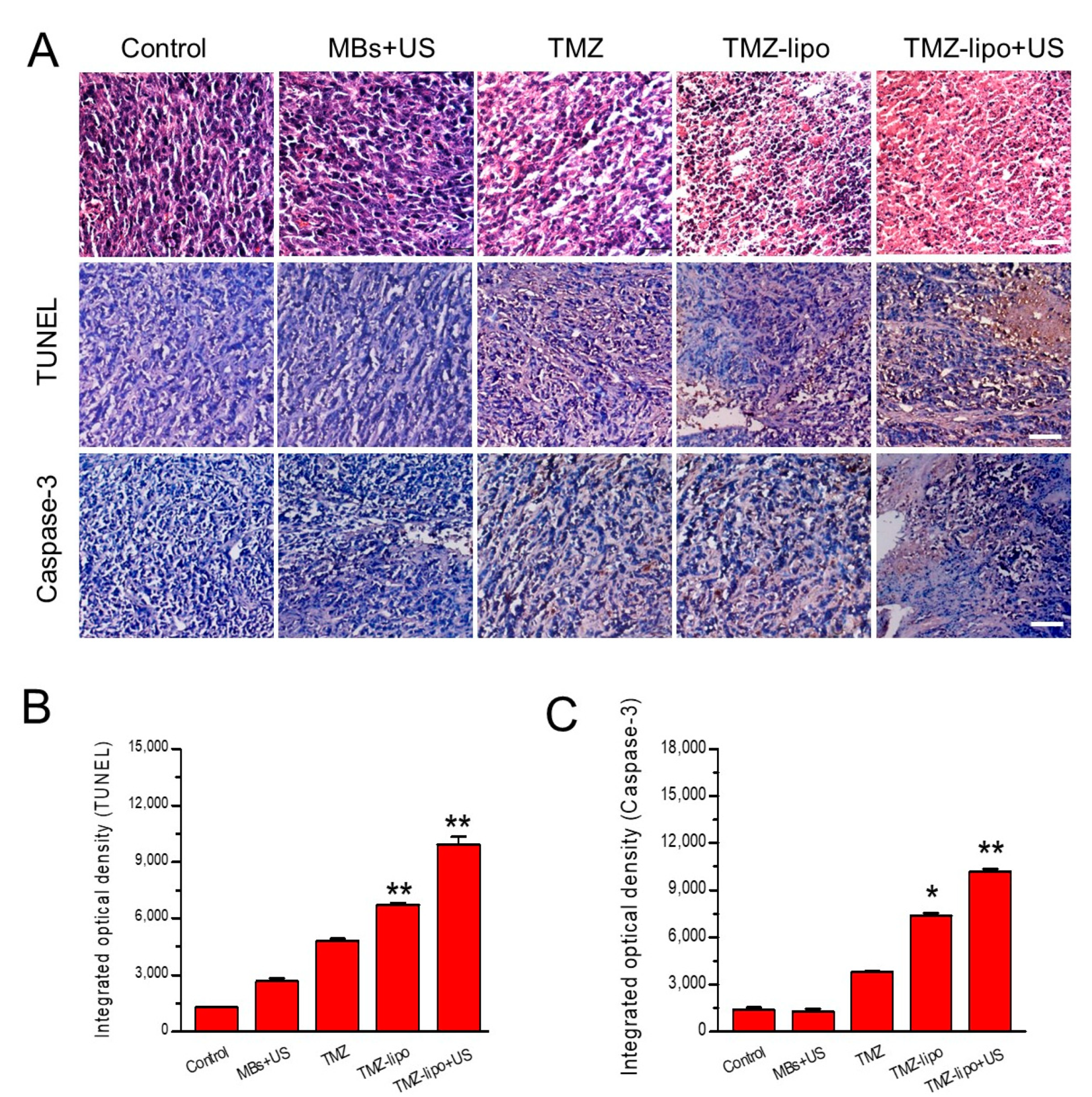 Pharmaceutics 13 01270 g007