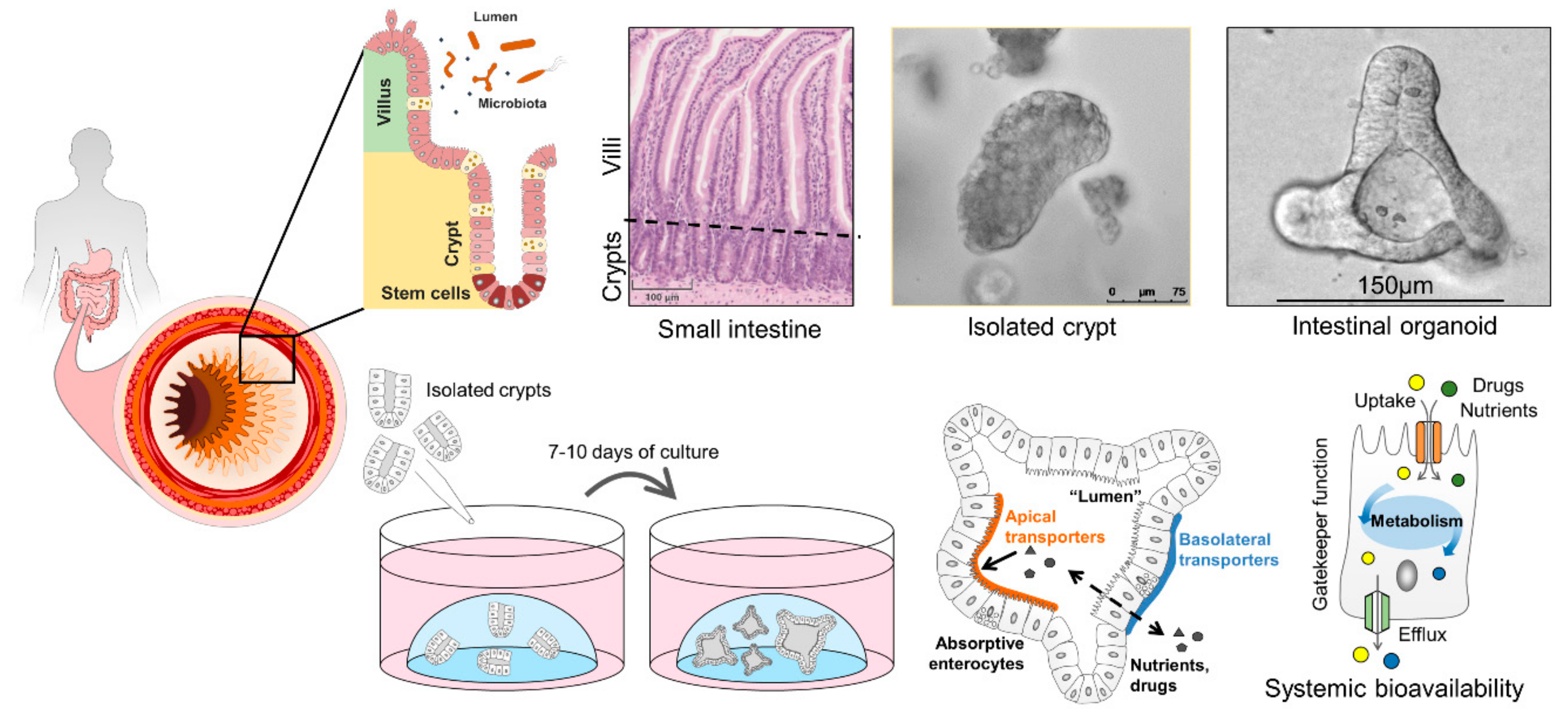 Pharmaceutics 13 01280 g003