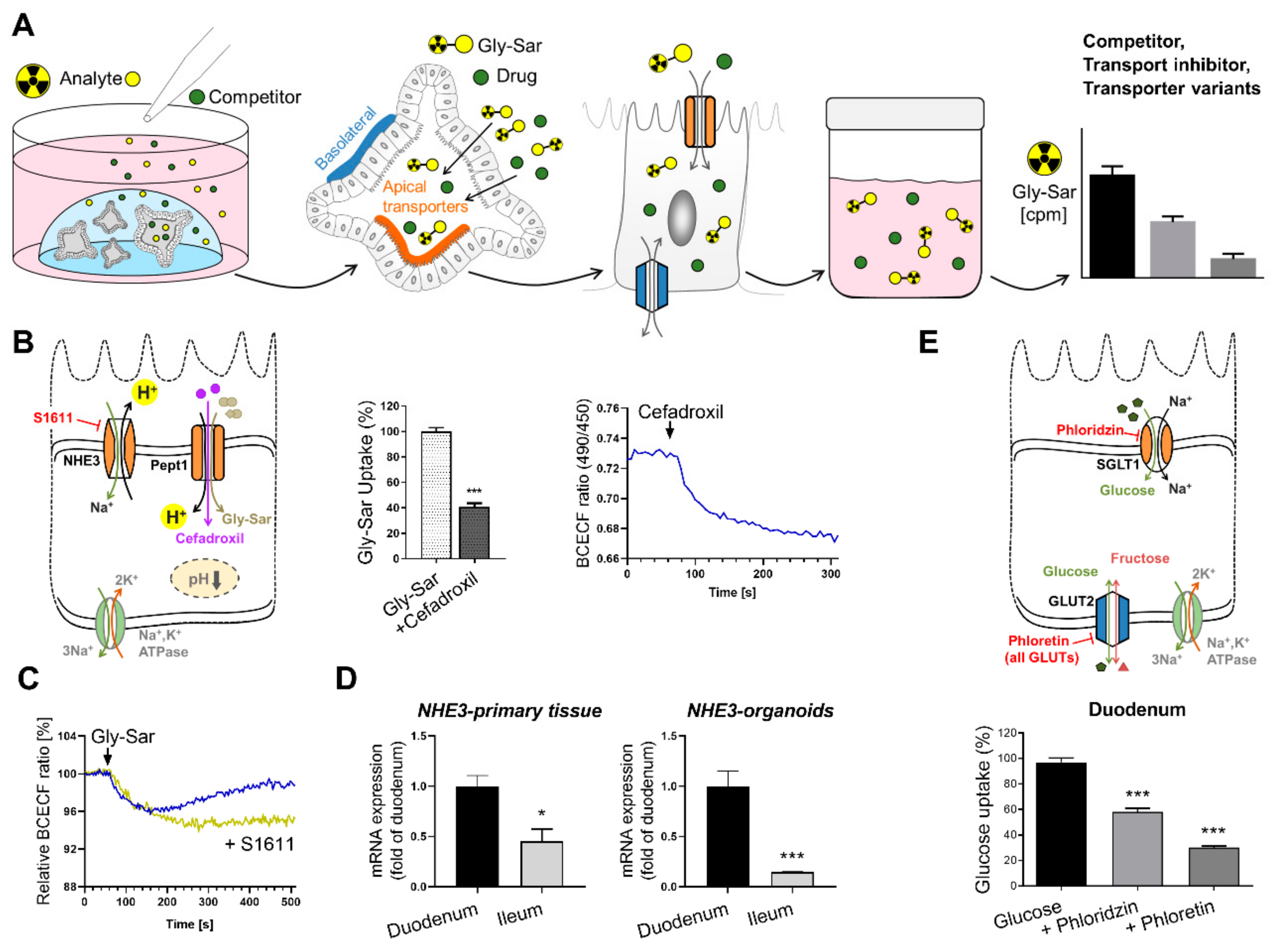 Pharmaceutics 13 01280 g004