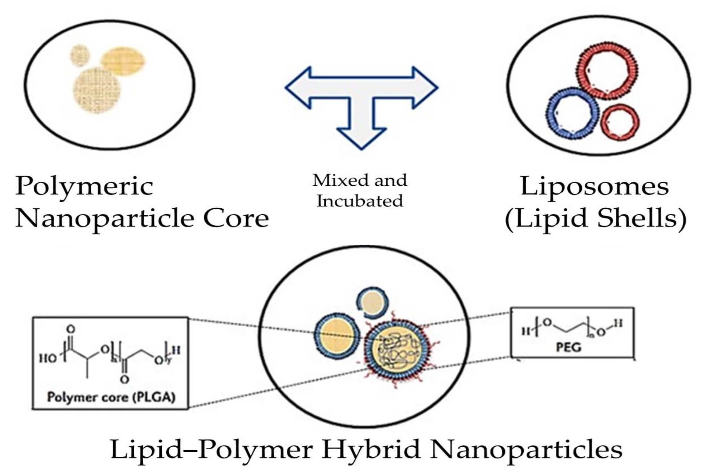 Pharmaceutics 13 01291 g005