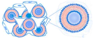 Pharmaceutics 13 01294 i003