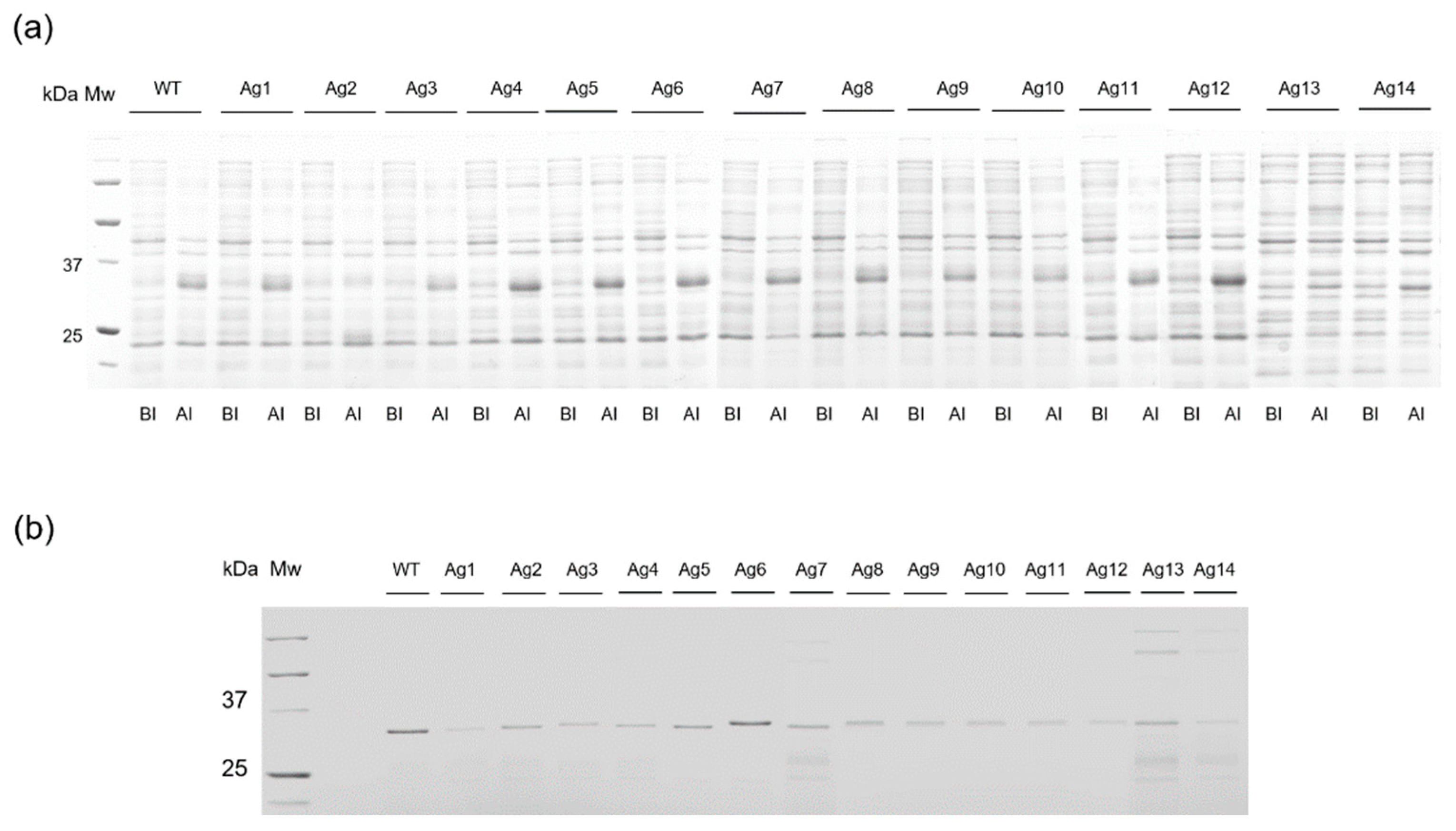 Pharmaceutics 13 01298 g002