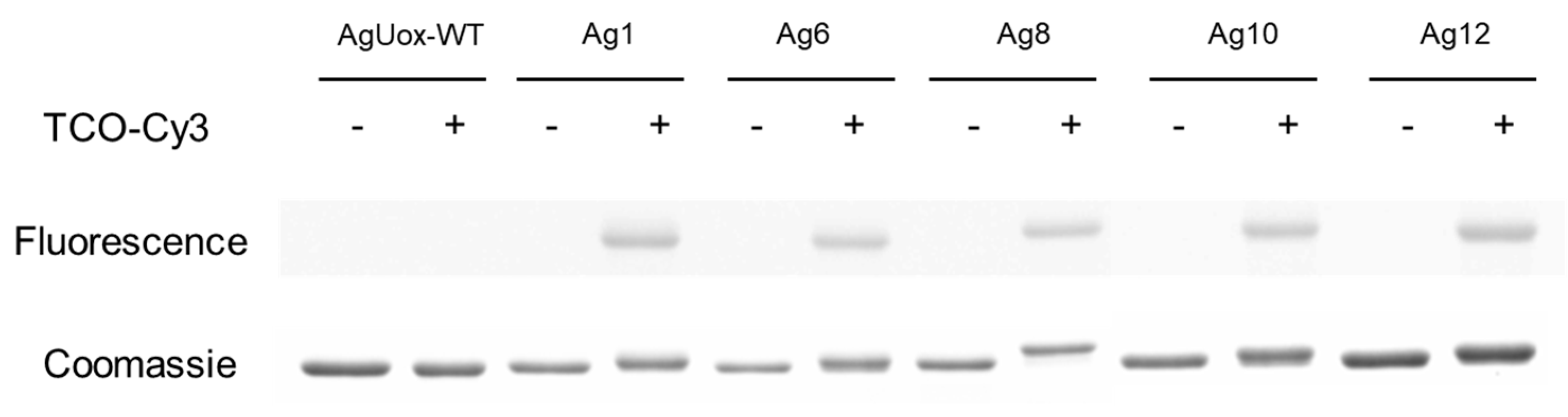 Pharmaceutics 13 01298 g004