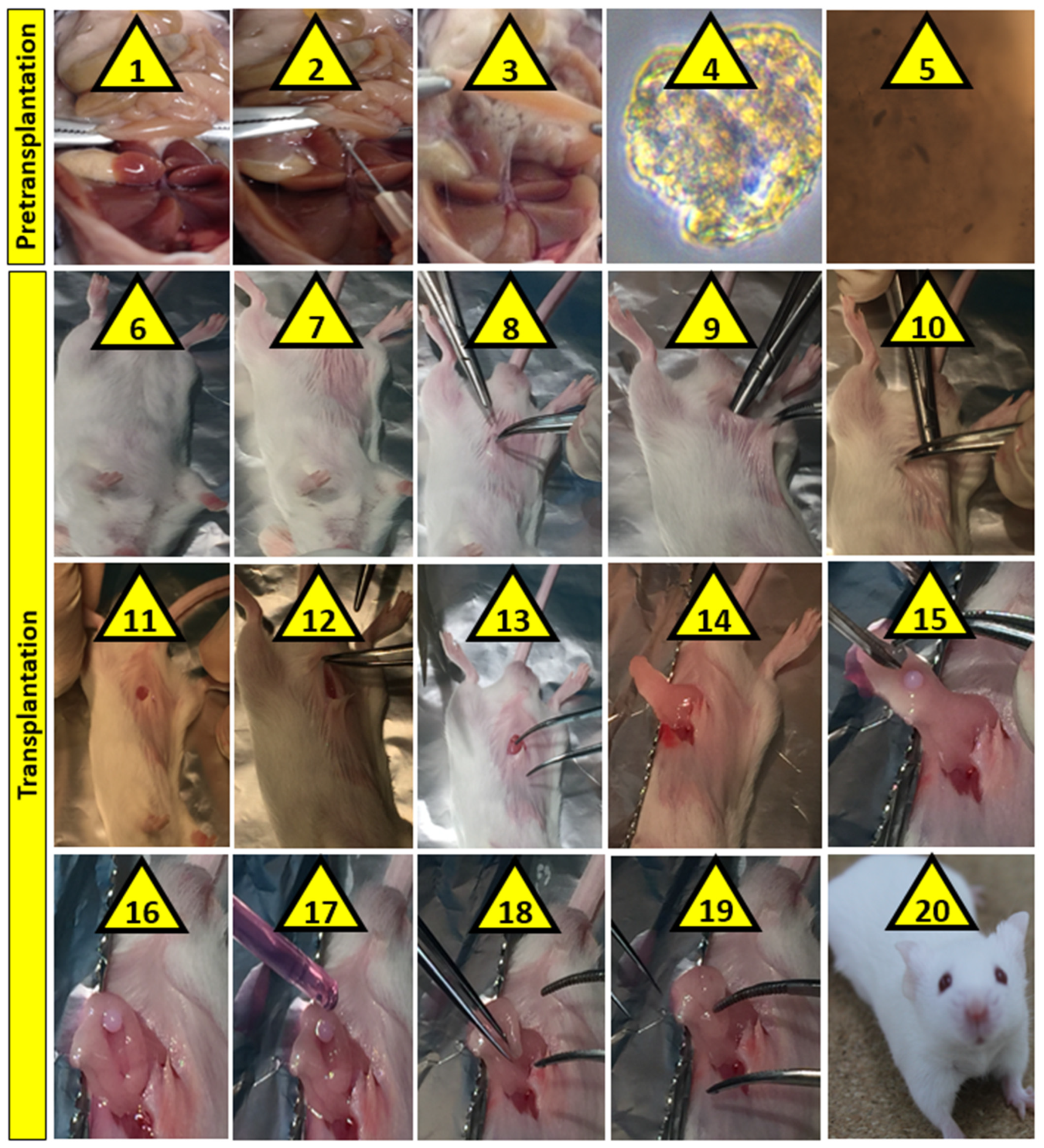 Pharmaceutics 13 01304 g001