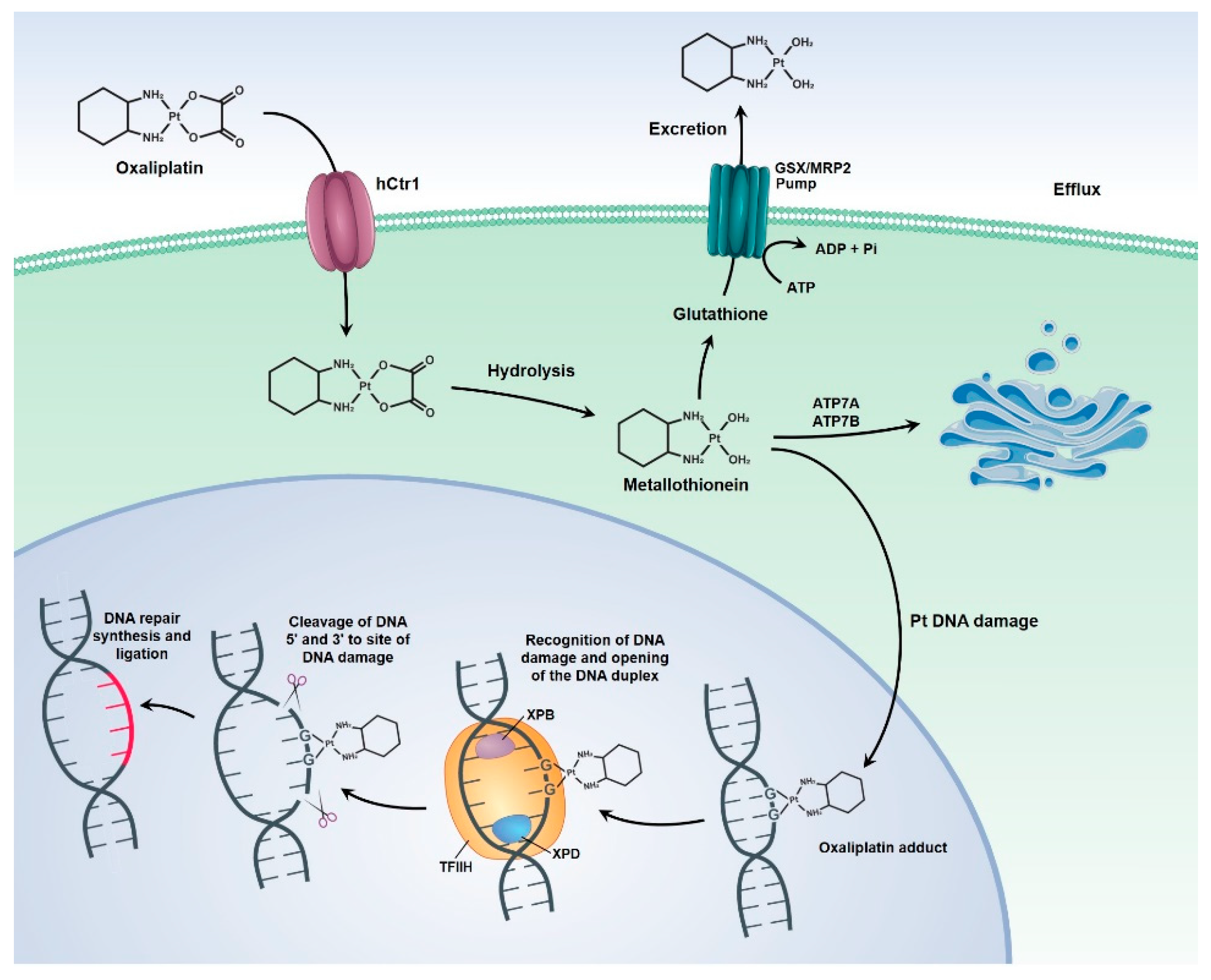 Pharmaceutics 13 01321 g003