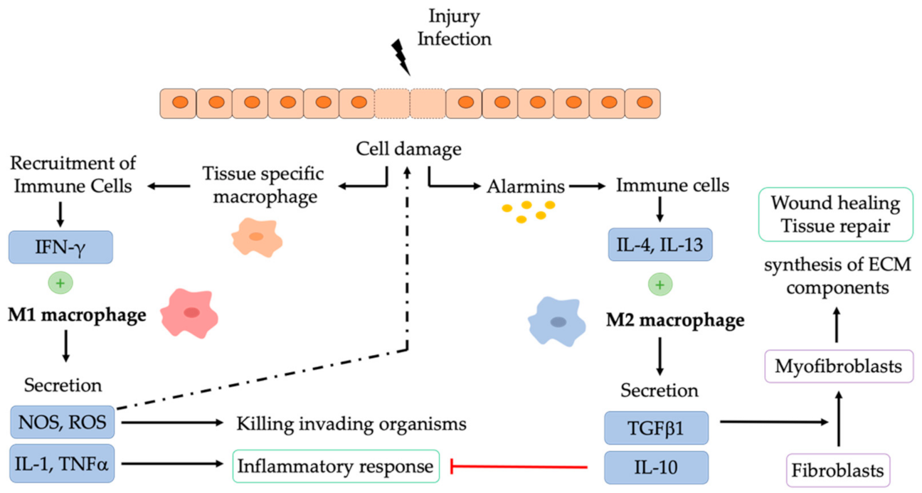 Pharmaceutics 13 01340 g002