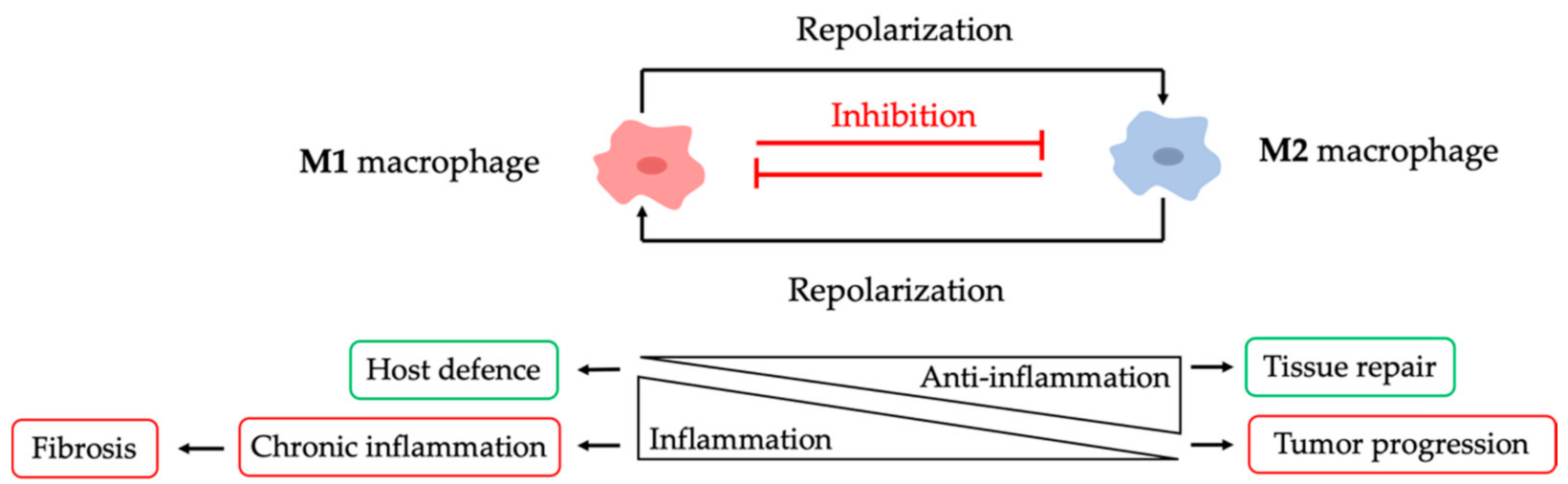 Pharmaceutics 13 01340 g003
