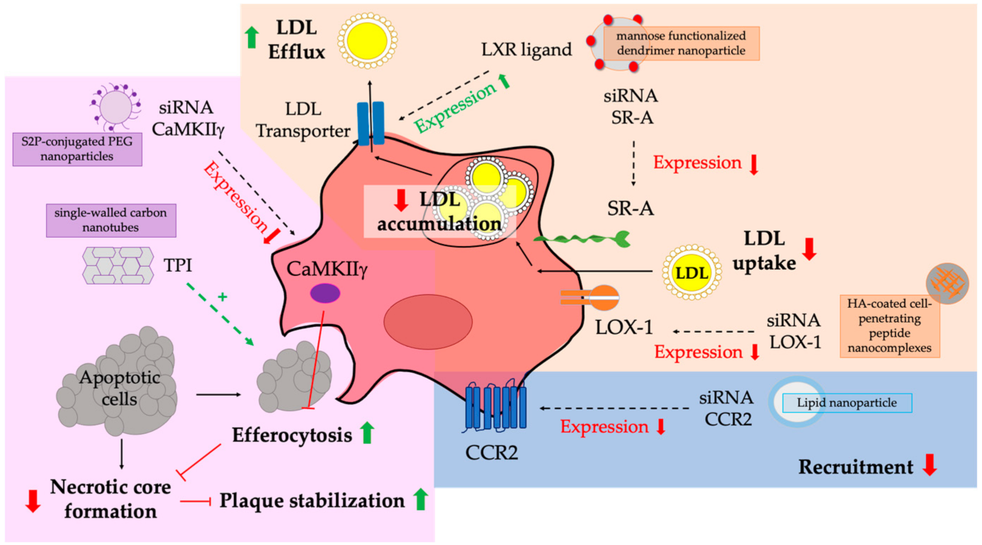 Pharmaceutics 13 01340 g004