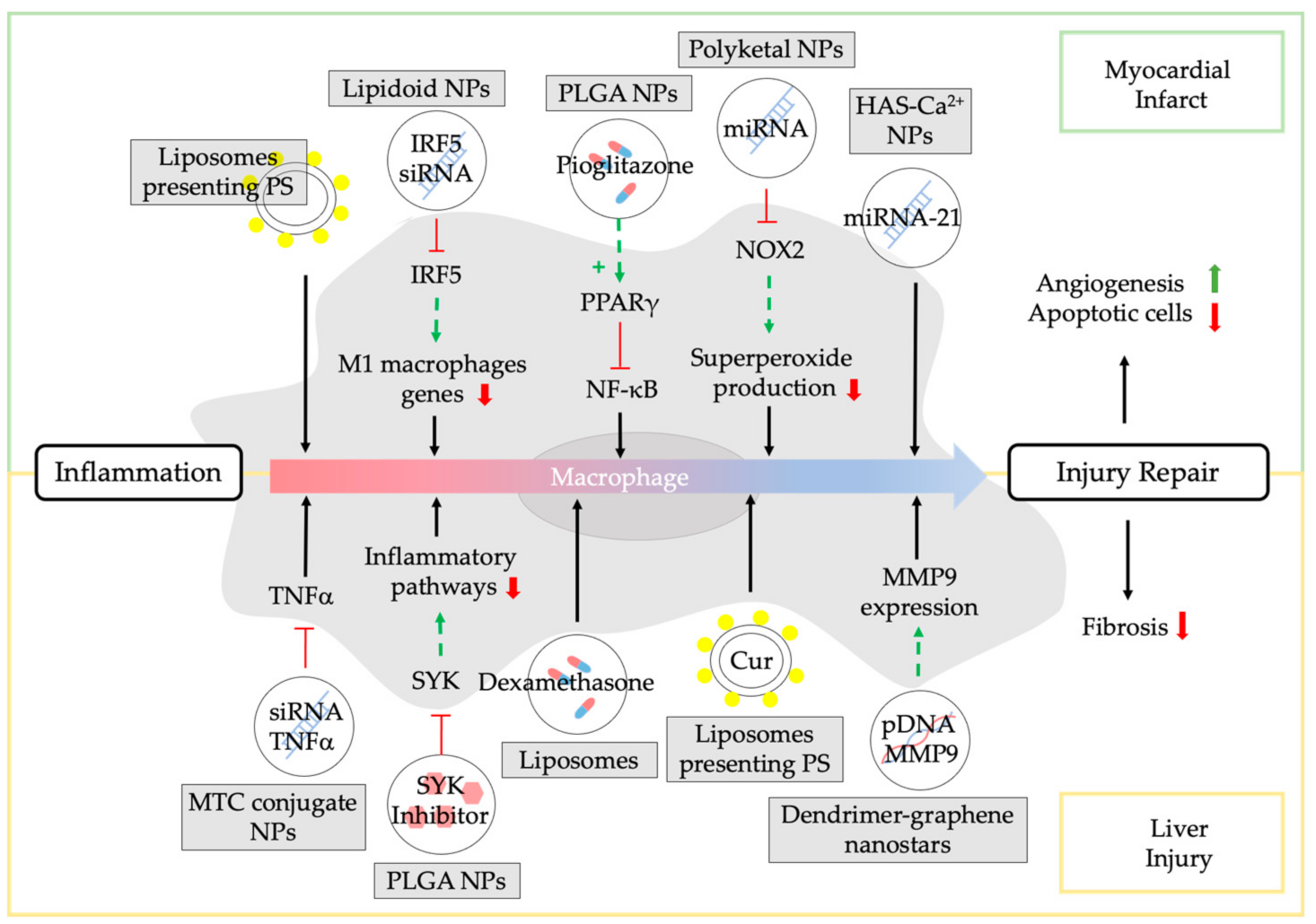 Pharmaceutics 13 01340 g005