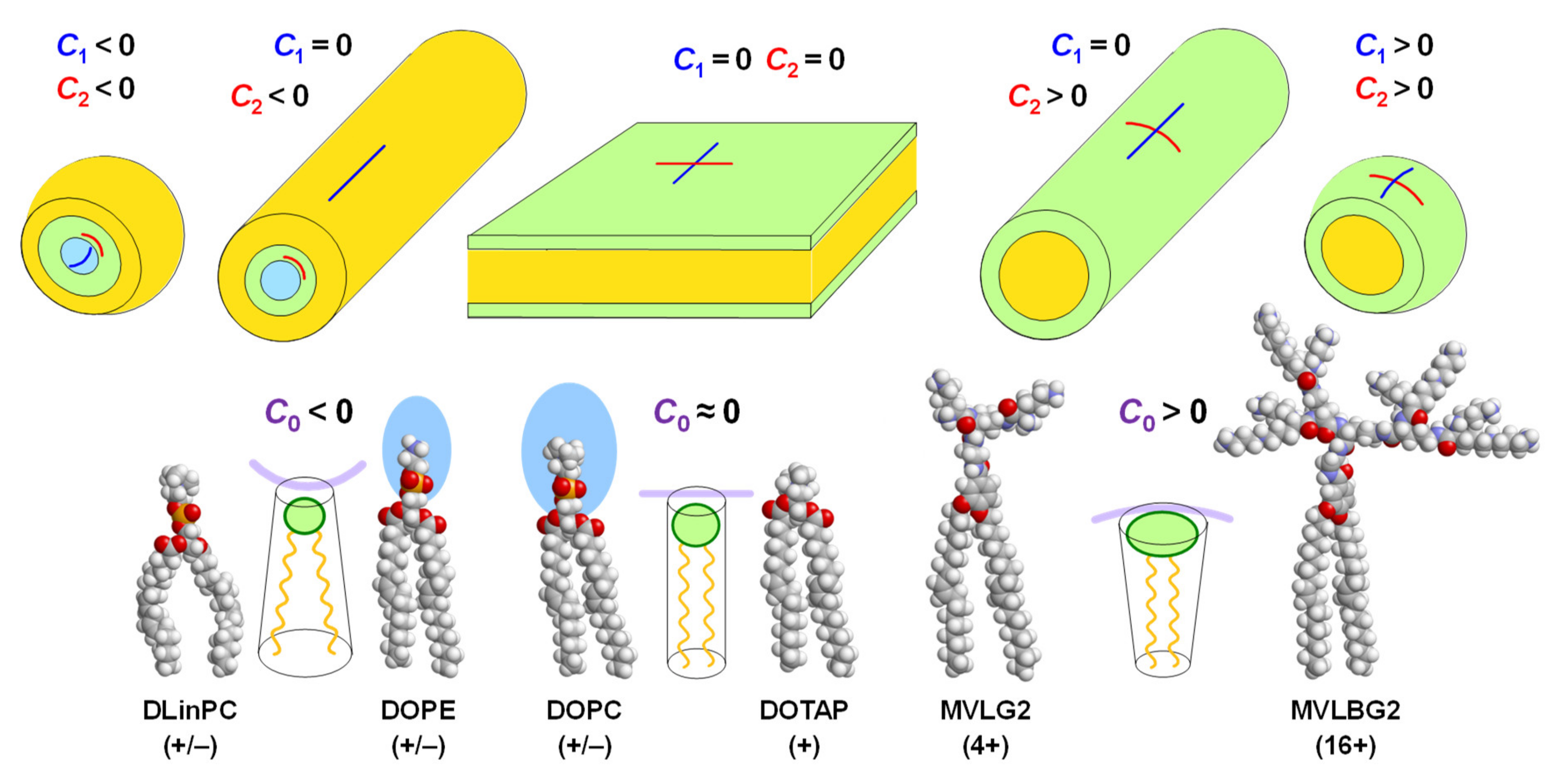 Pharmaceutics 13 01365 g004
