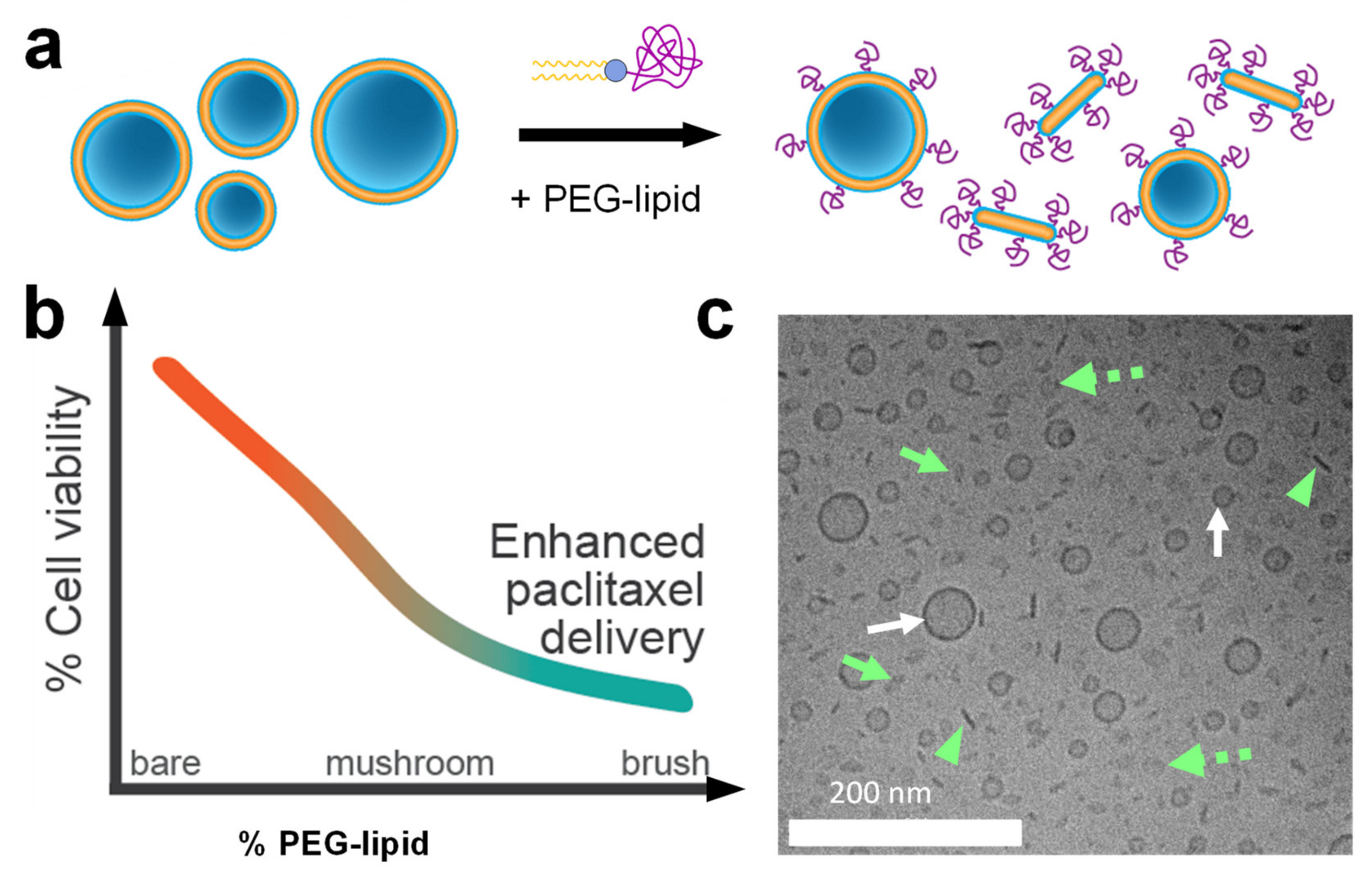 Pharmaceutics 13 01365 g018