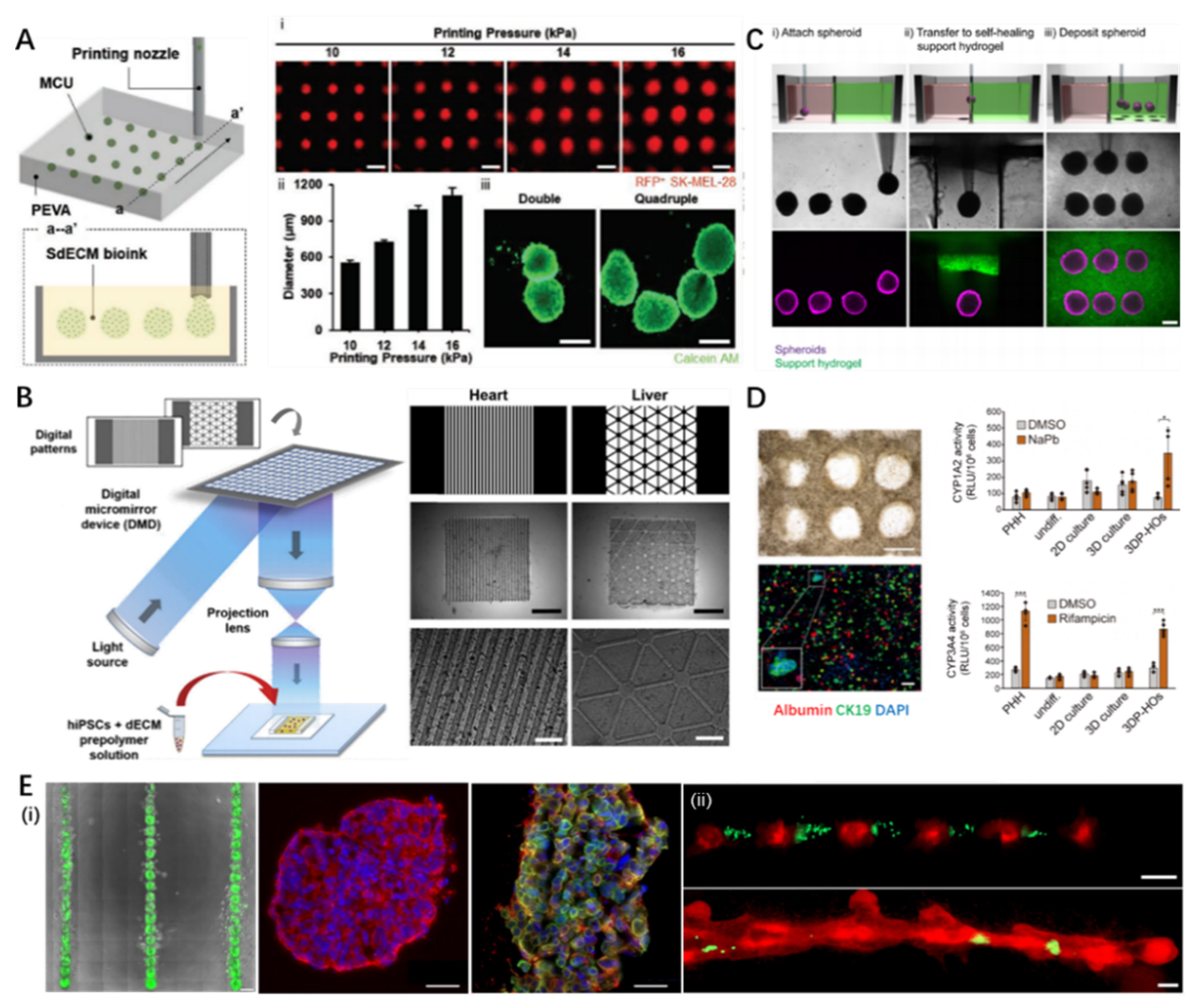 Pharmaceutics 13 01373 g004