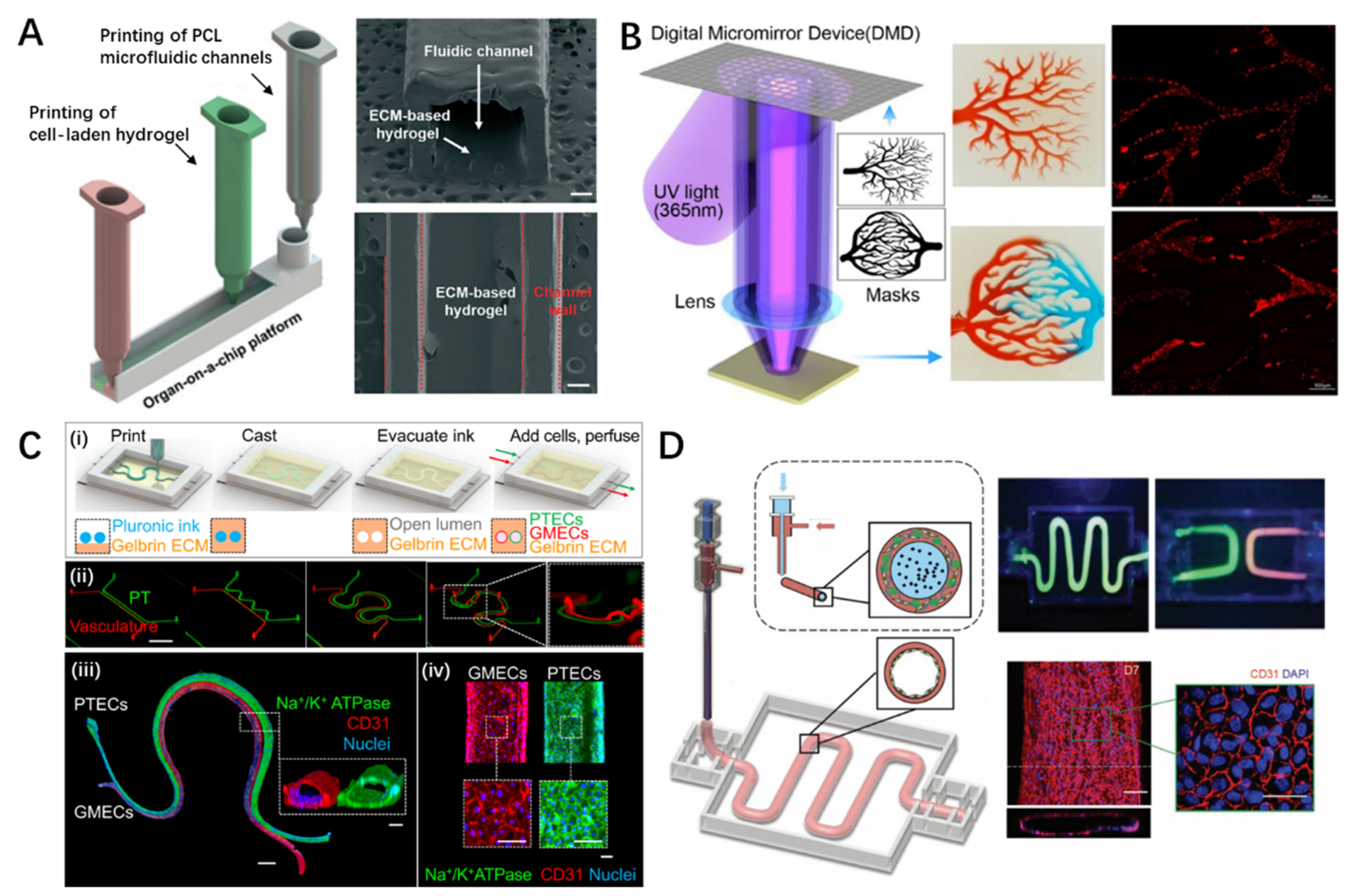 Pharmaceutics 13 01373 g005