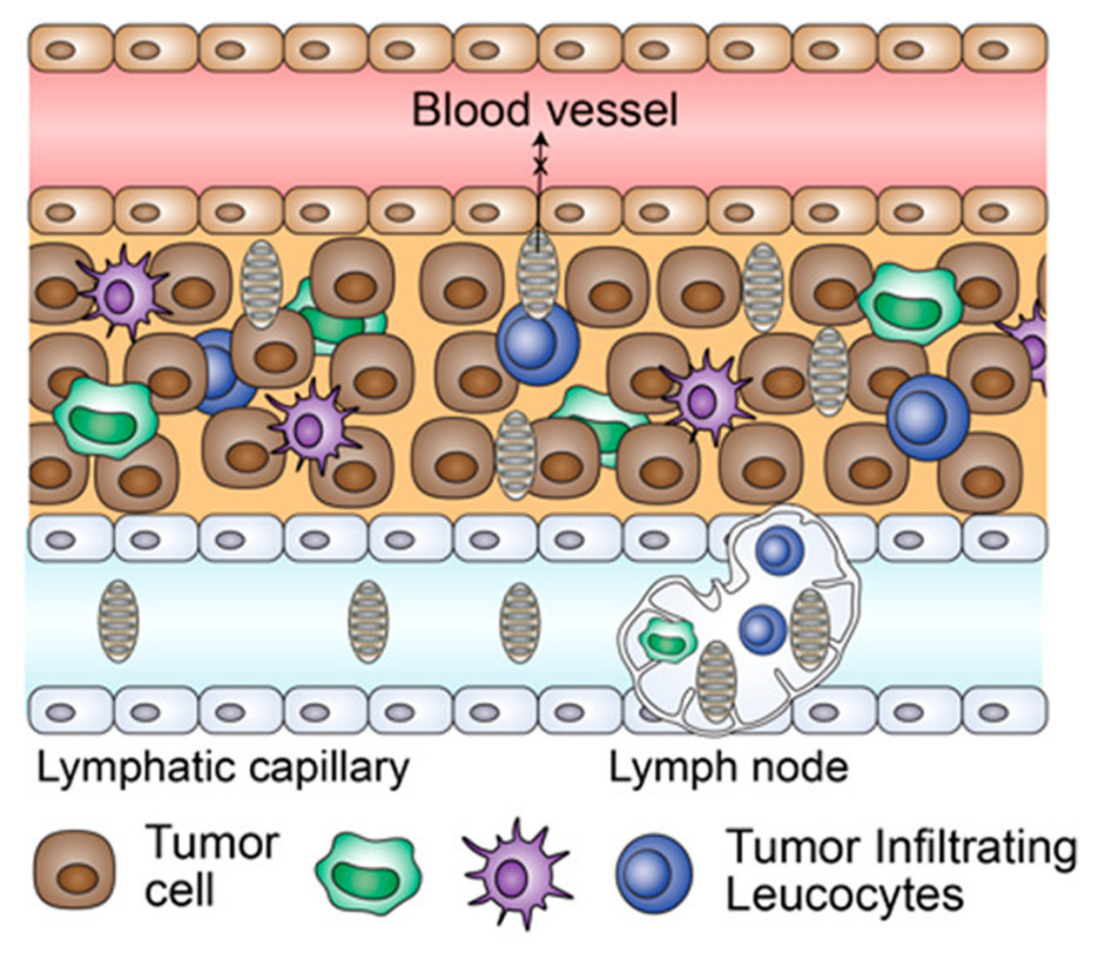 Pharmaceutics 13 01374 g004