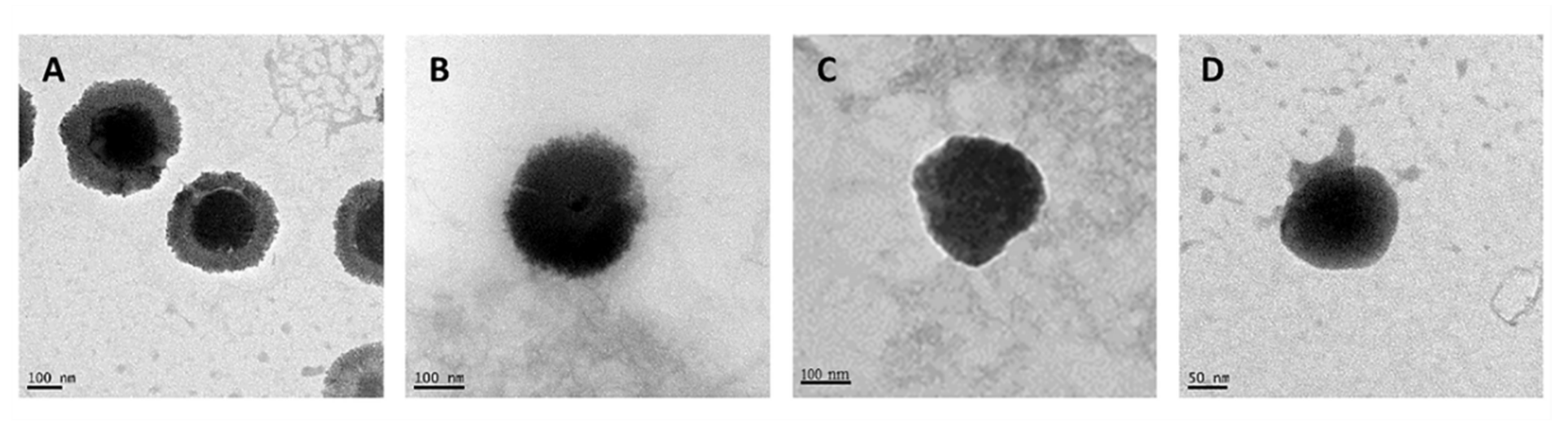 Pharmaceutics 13 01377 g005