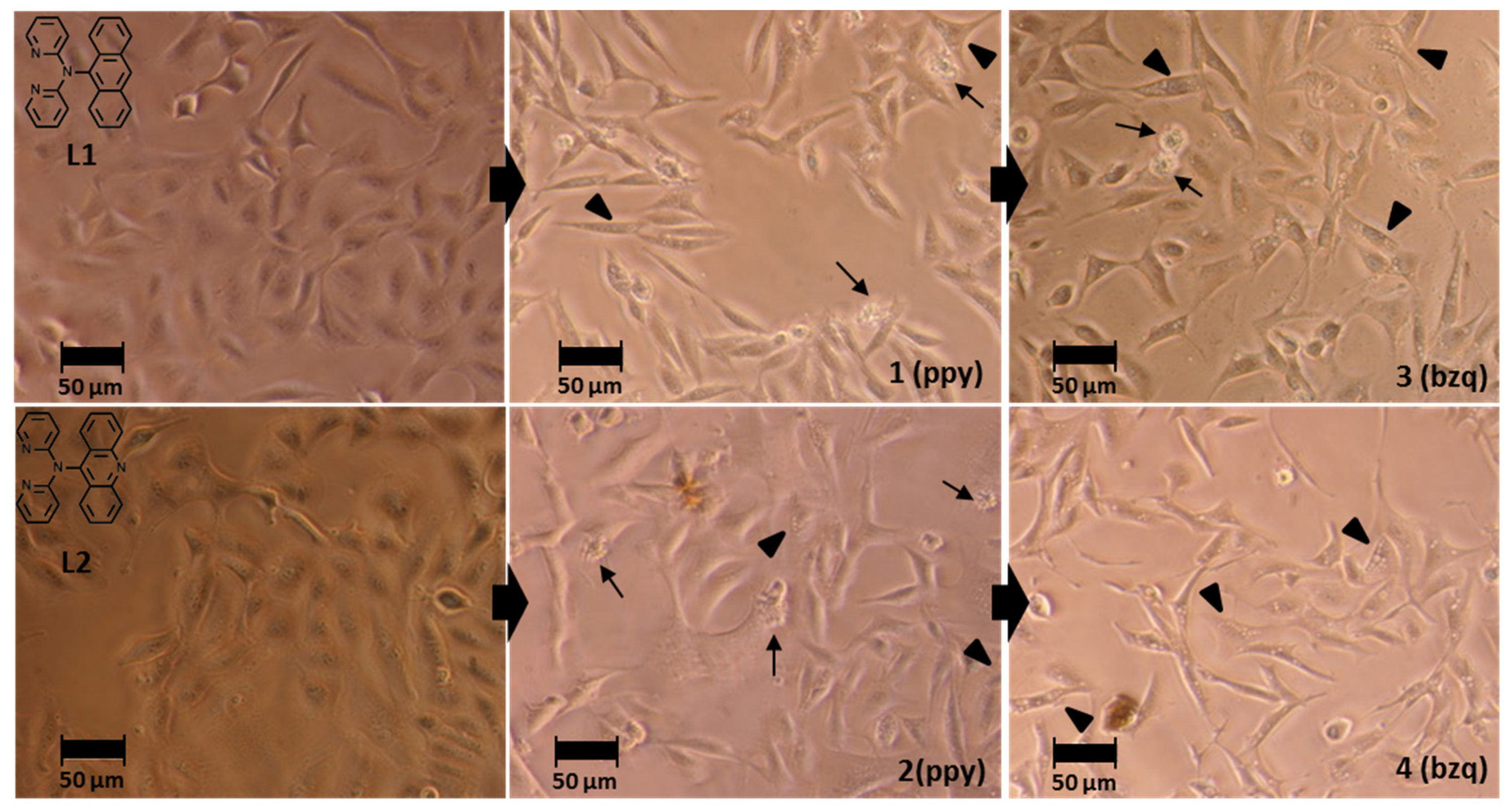 Pharmaceutics 13 01382 g005