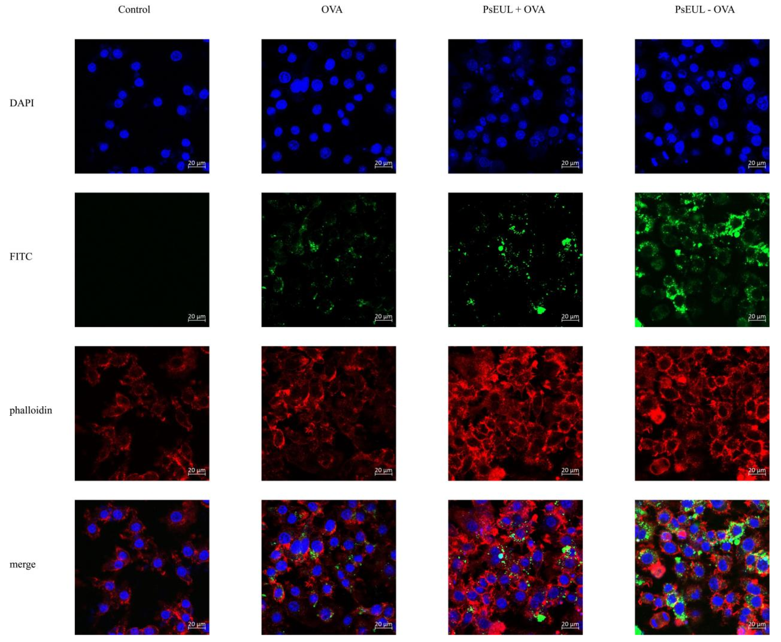 Pharmaceutics 13 01384 g005