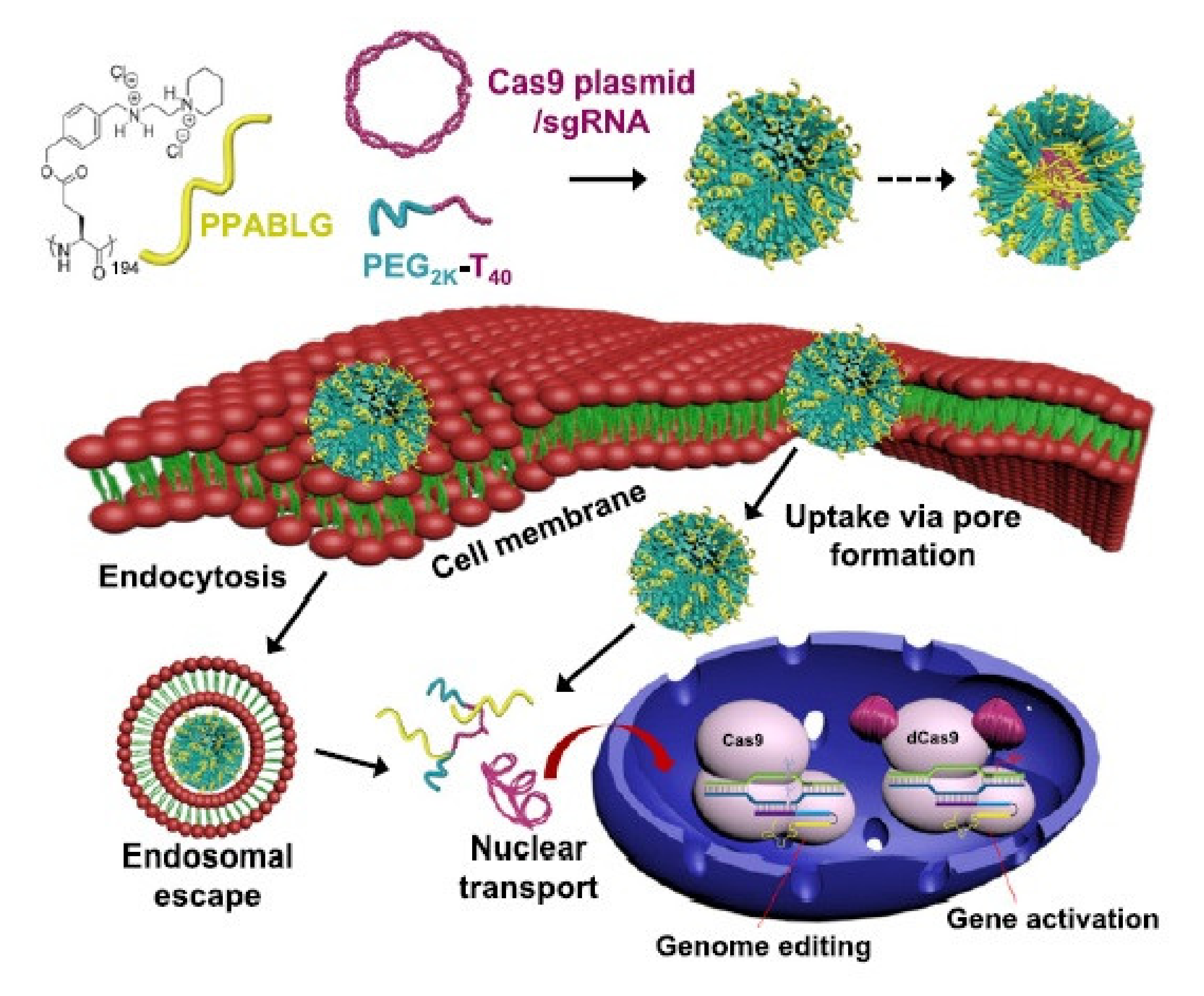 Pharmaceutics 13 01391 g002
