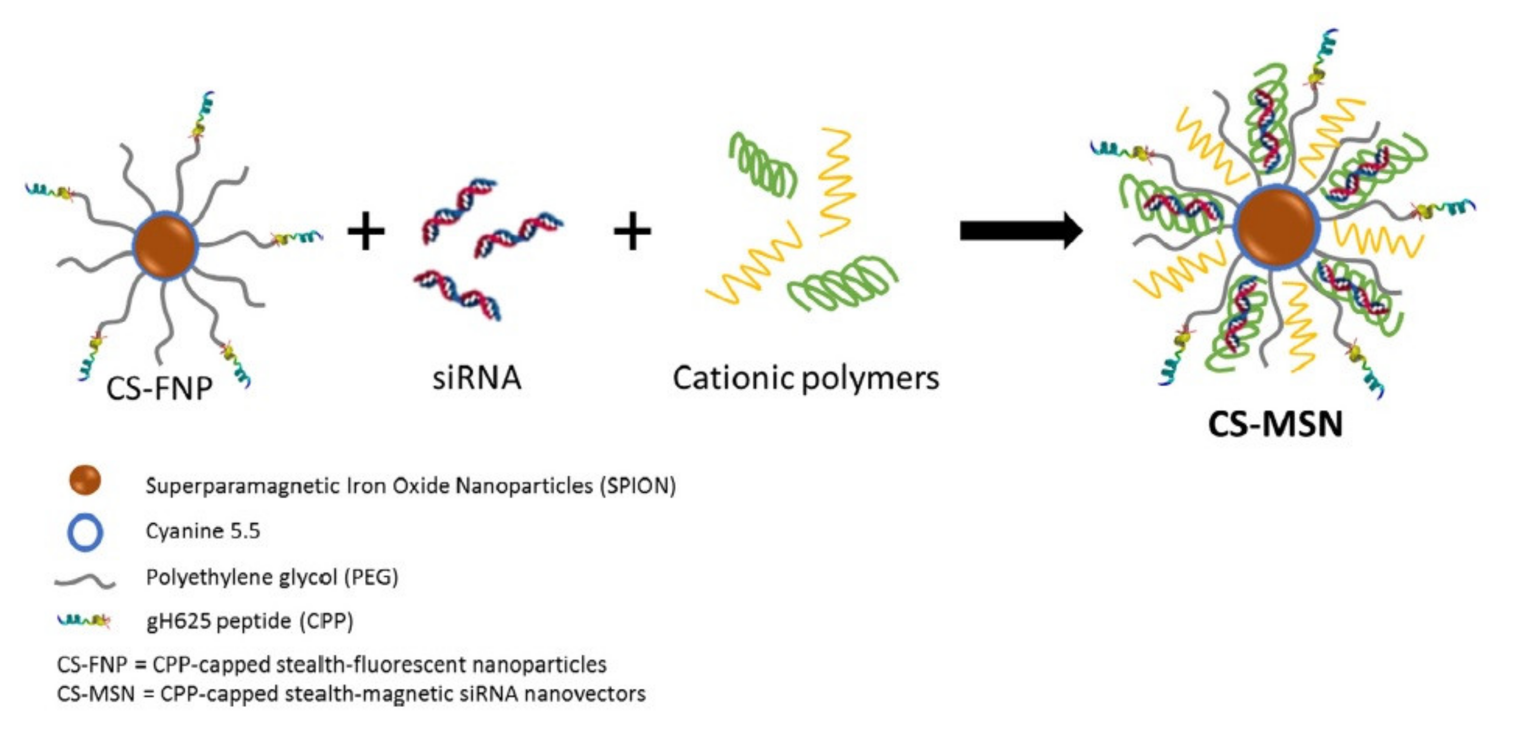 Pharmaceutics 13 01391 g004