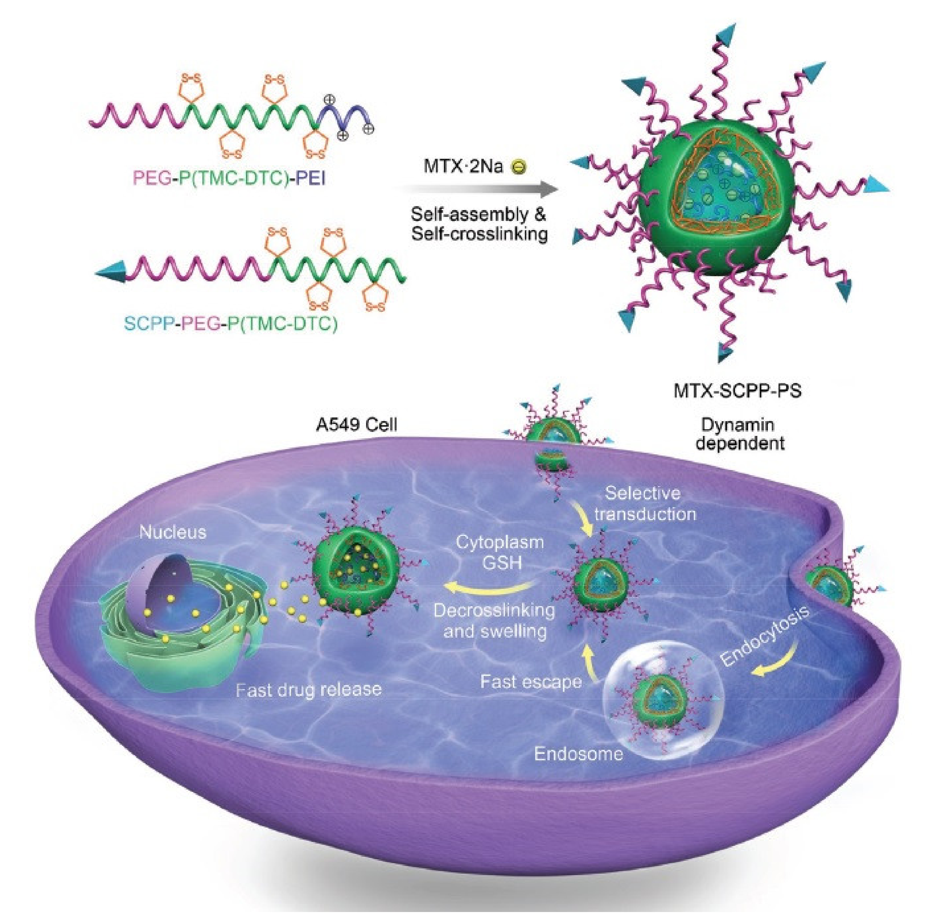 Pharmaceutics 13 01391 g006