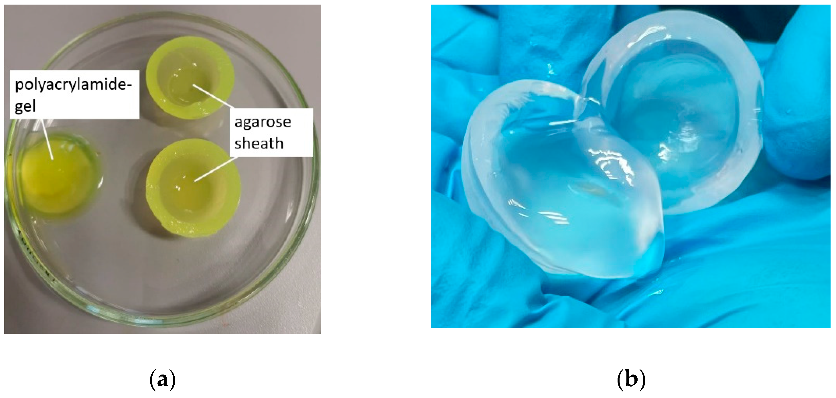 Pharmaceutics 13 01394 g005