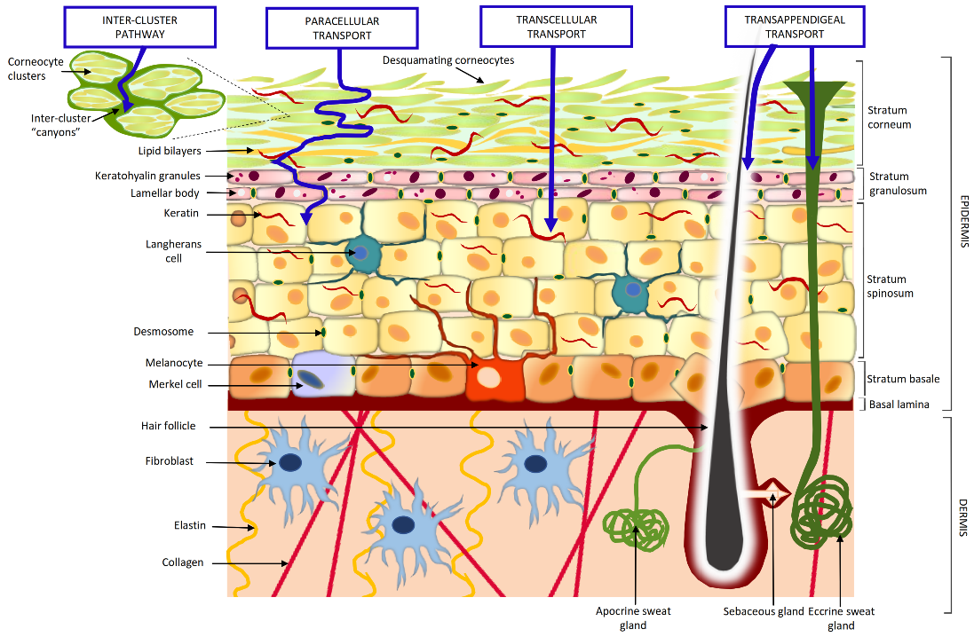 Pharmaceutics 13 01408 g001