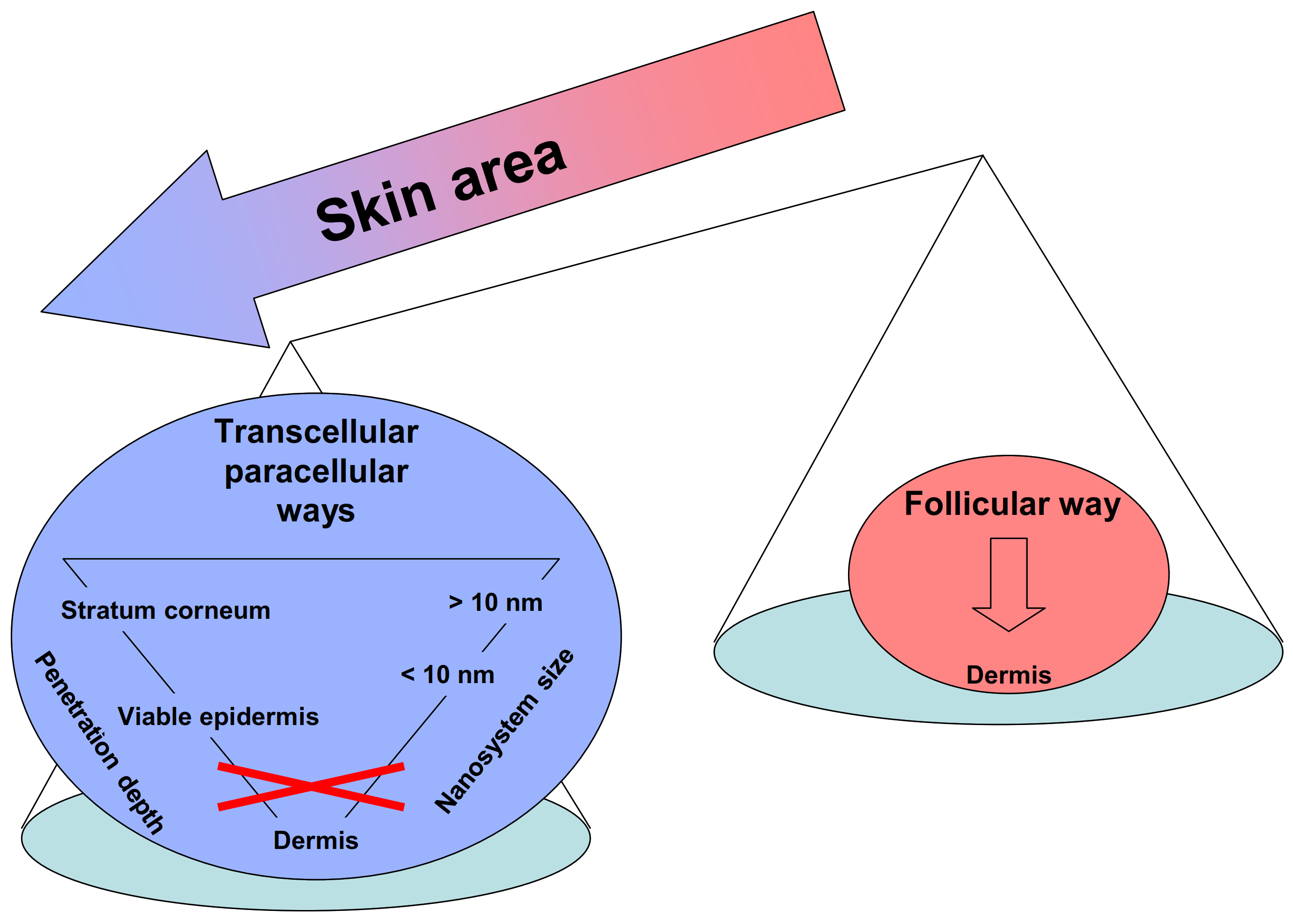 Pharmaceutics 13 01408 g002