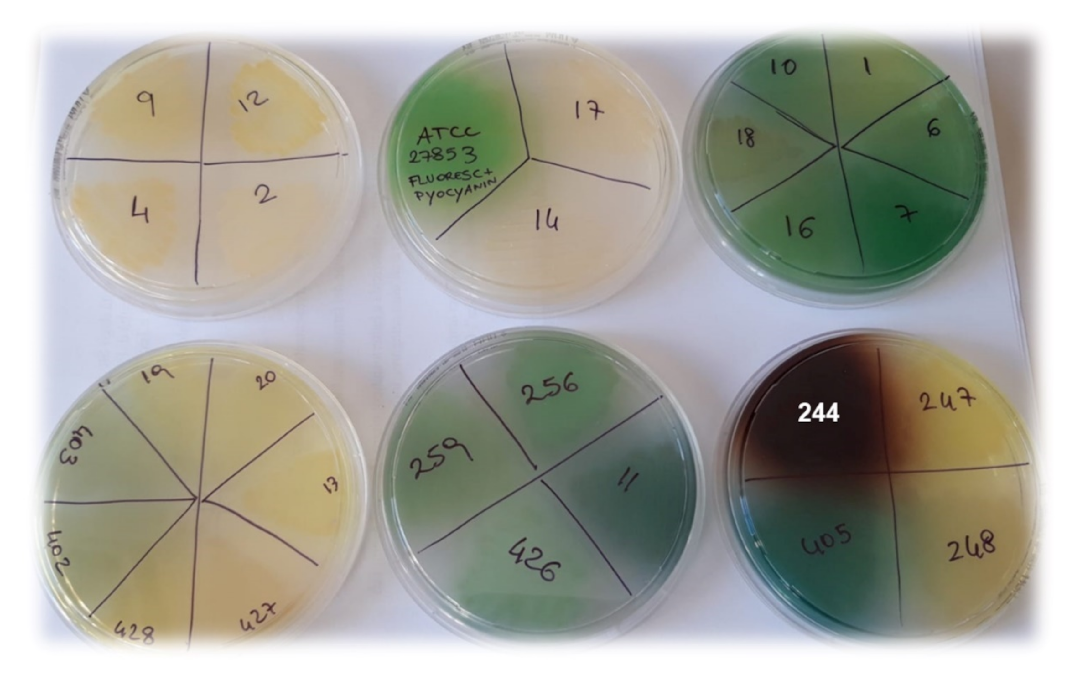 Pharmaceutics 13 01411 g001