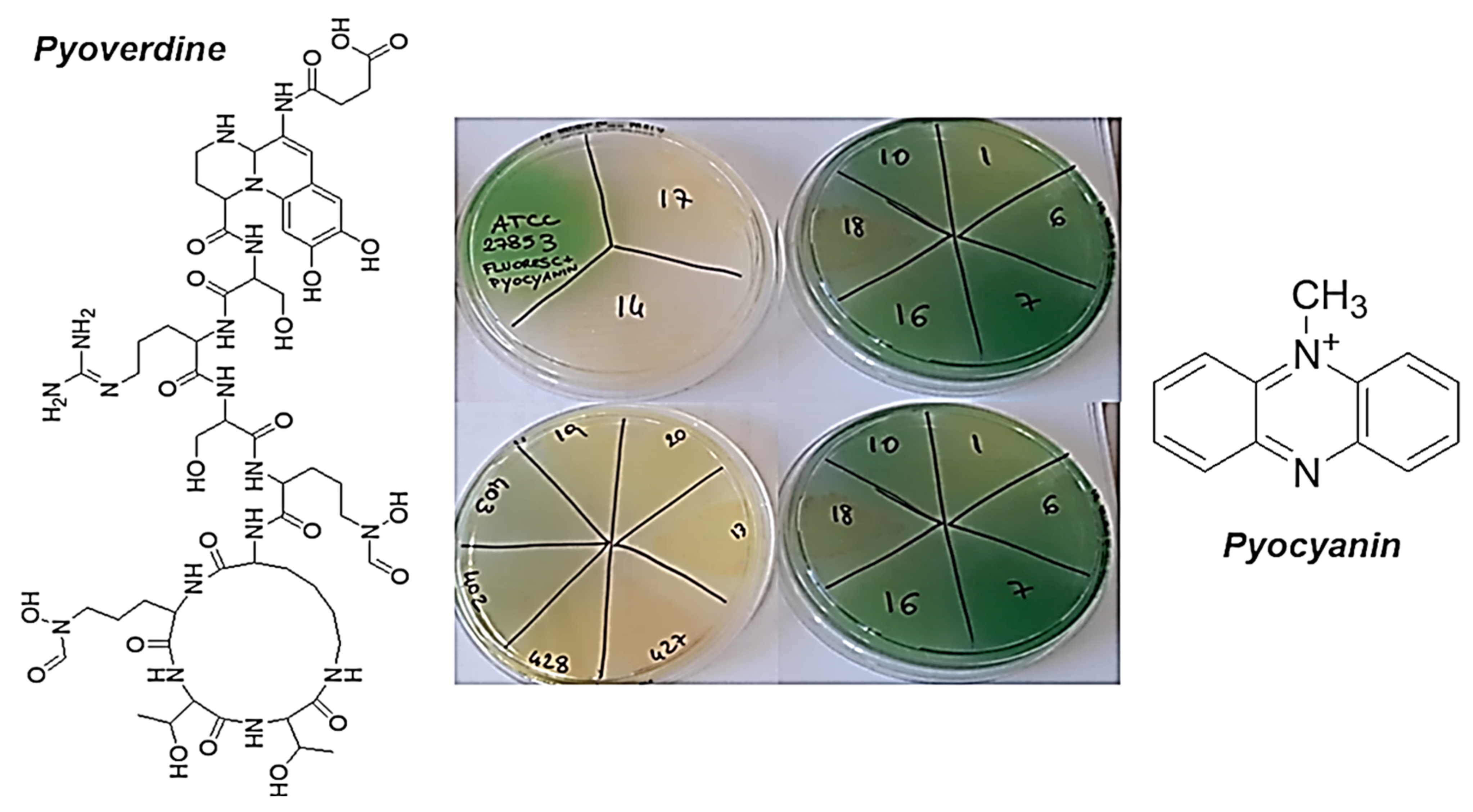 Pharmaceutics 13 01411 g002
