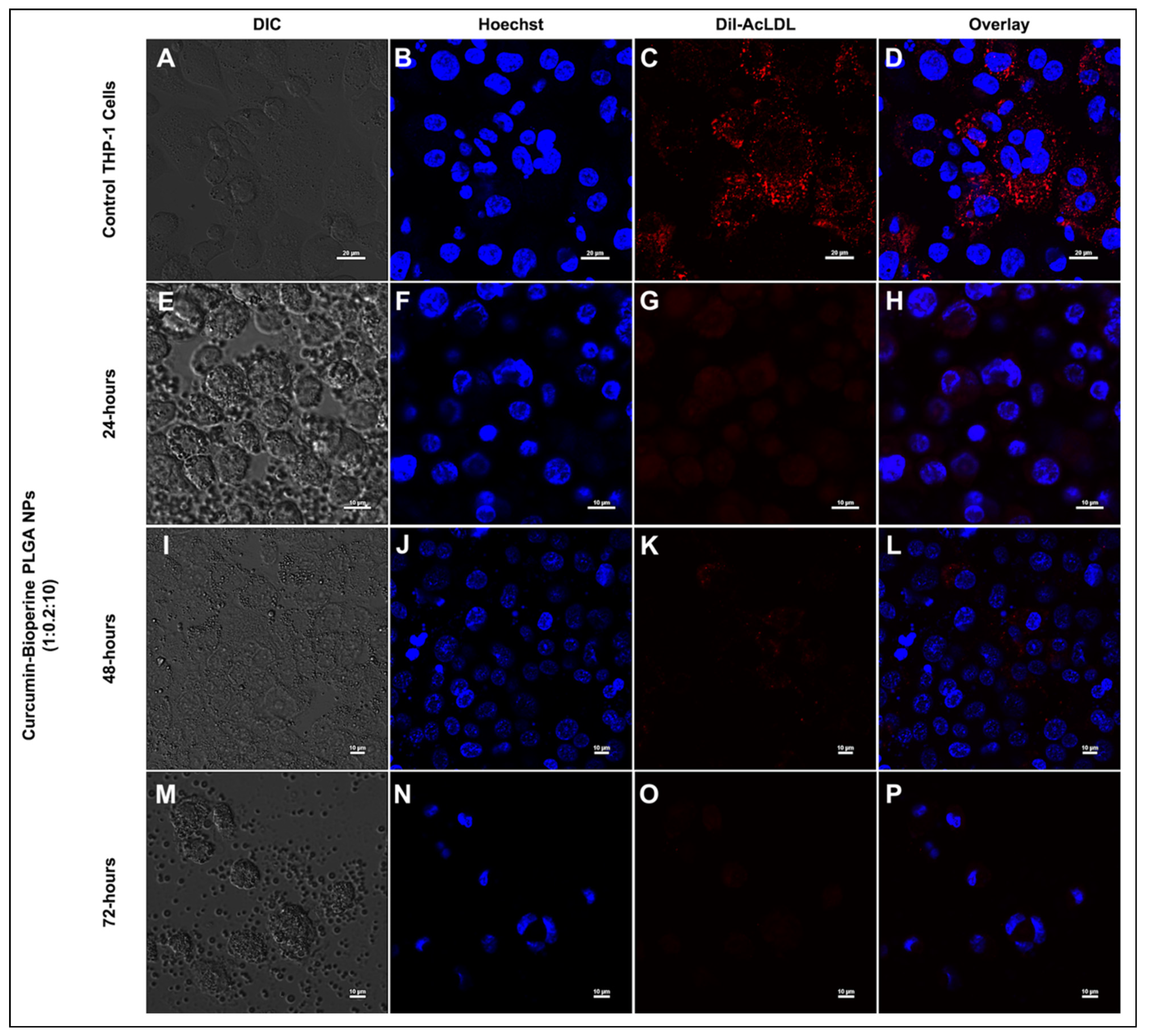 Pharmaceutics 13 01420 g008