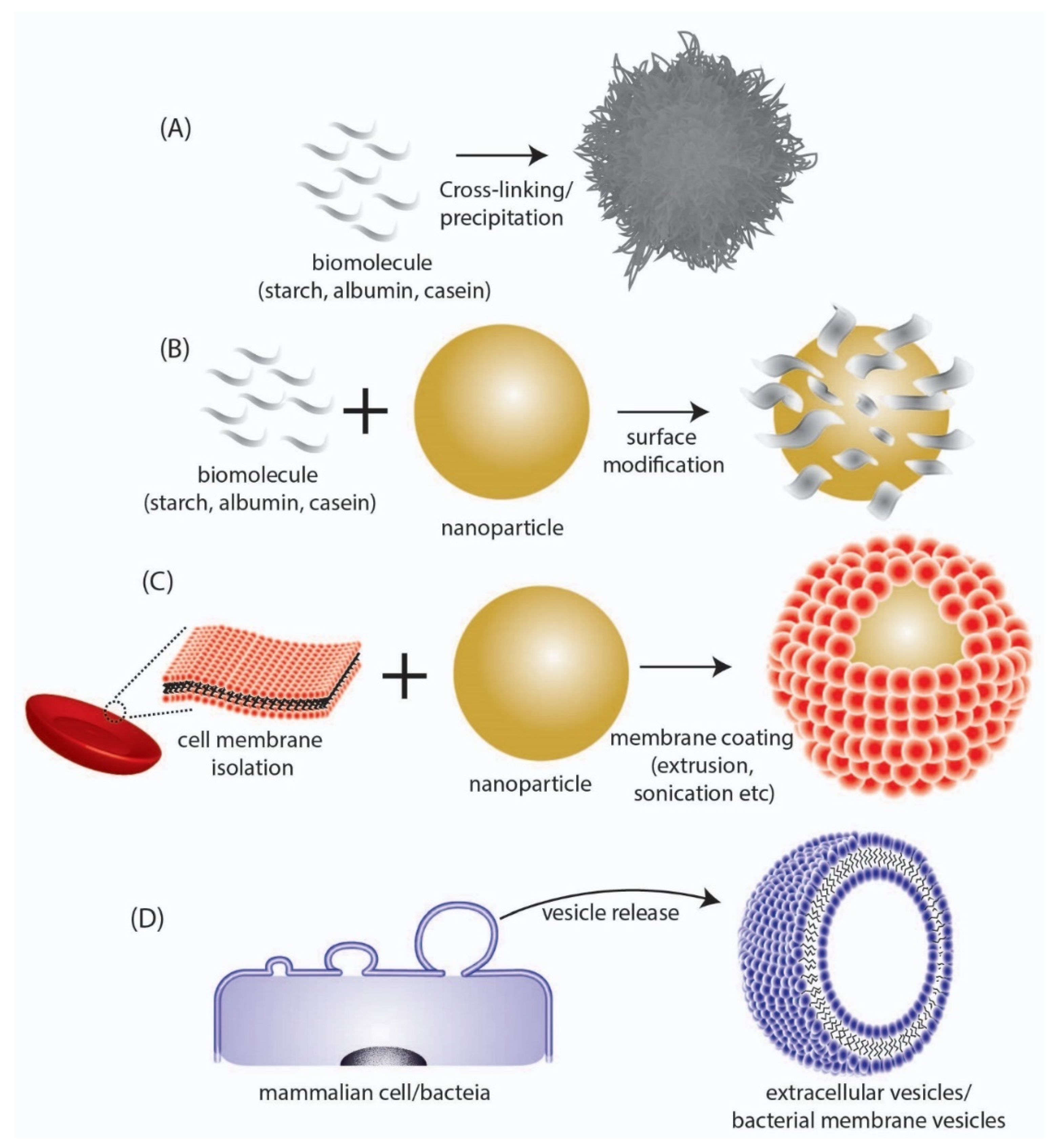 Pharmaceutics 13 01430 g002