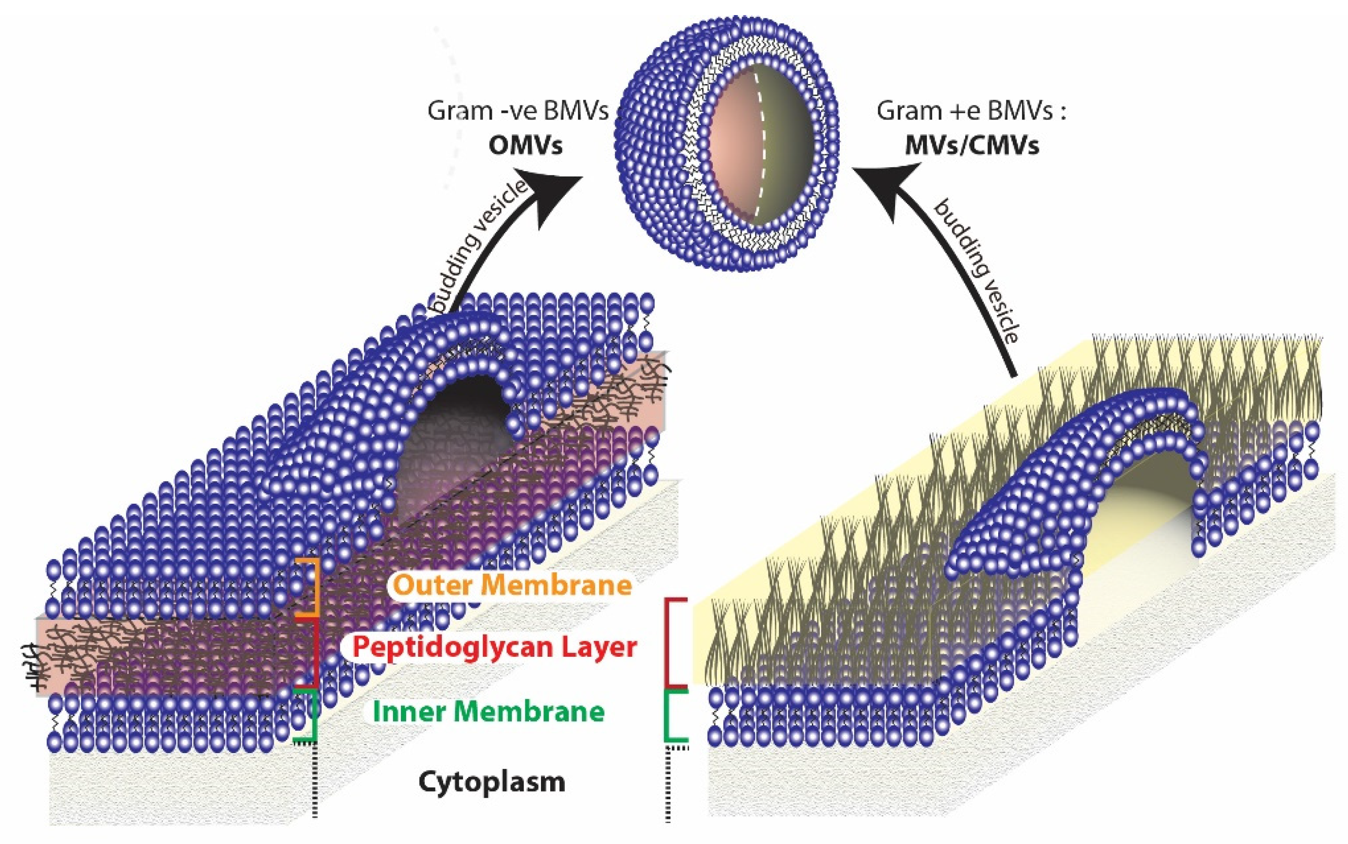 Pharmaceutics 13 01430 g003