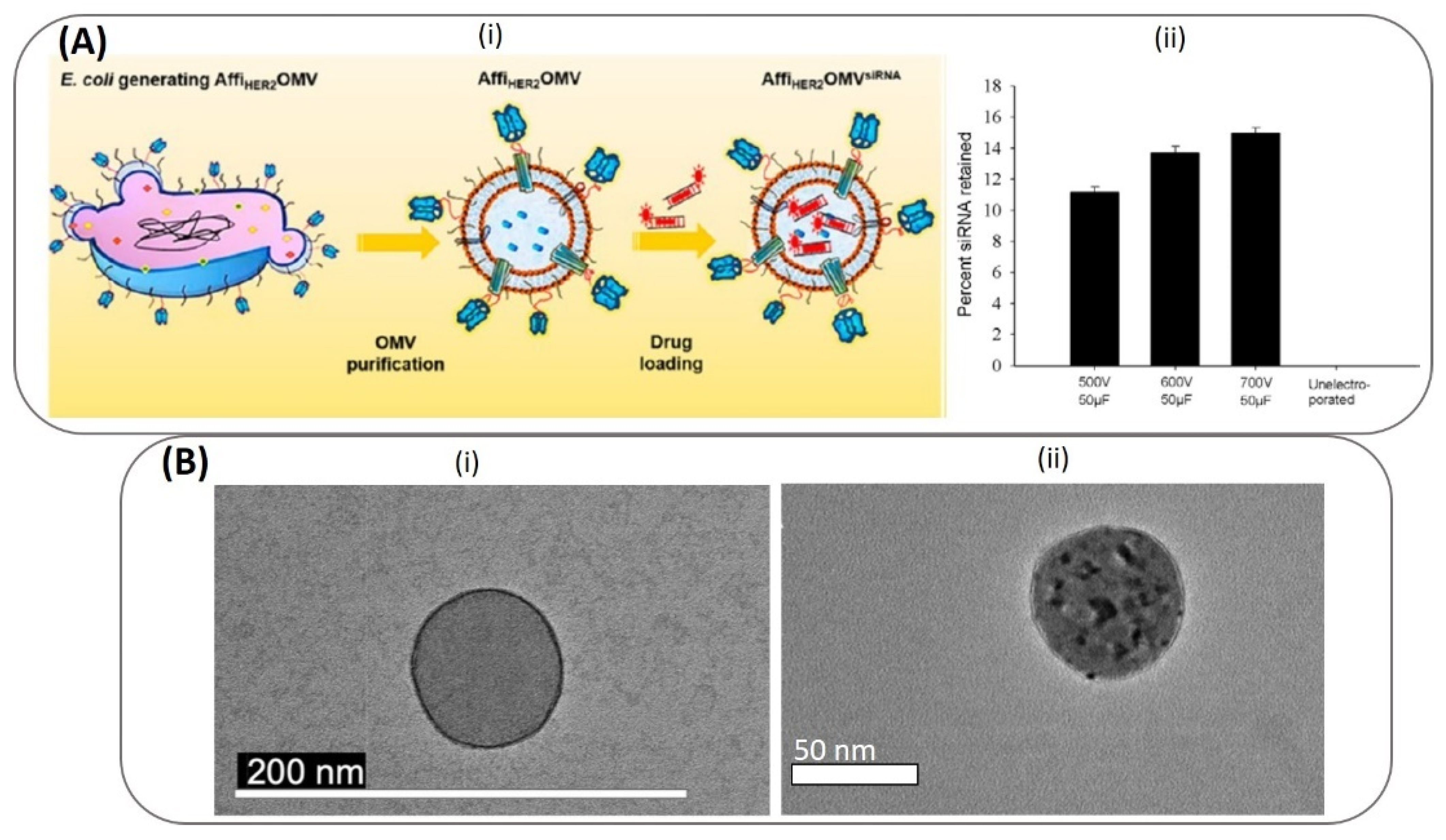 Pharmaceutics 13 01430 g007