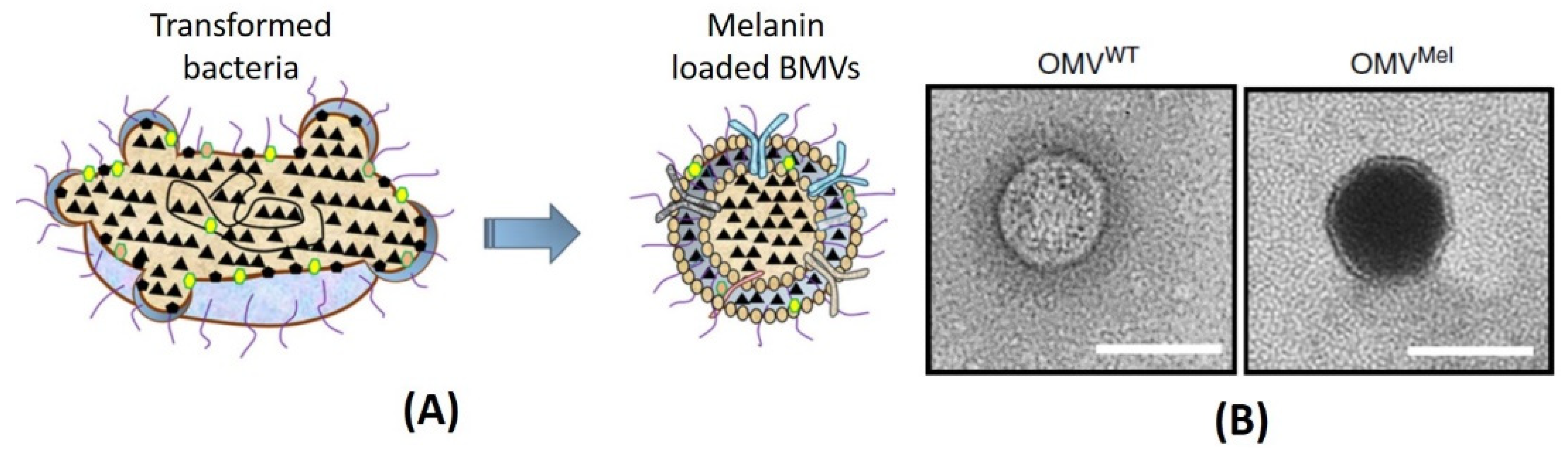 Pharmaceutics 13 01430 g009