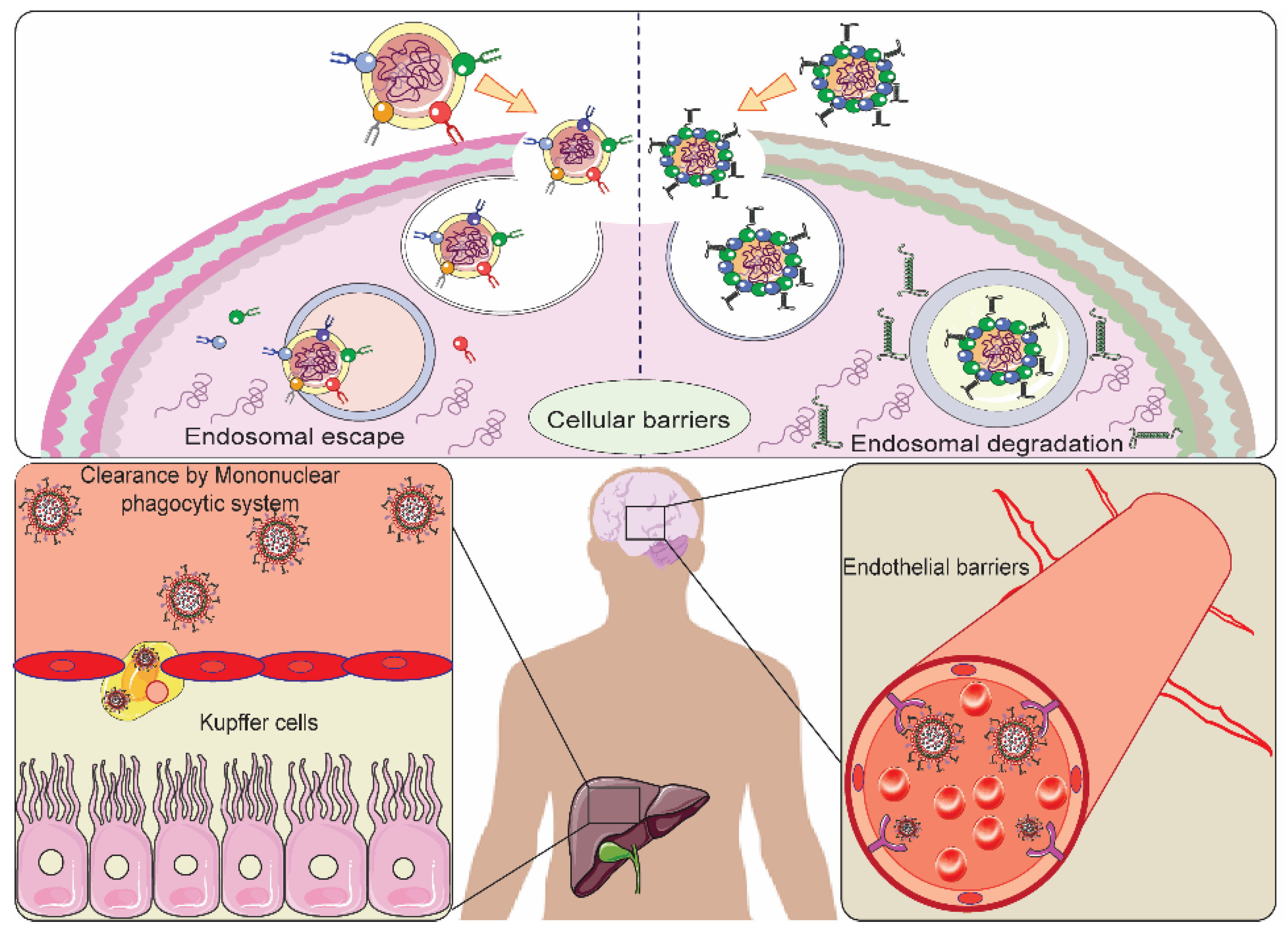 Pharmaceutics 13 01433 g001