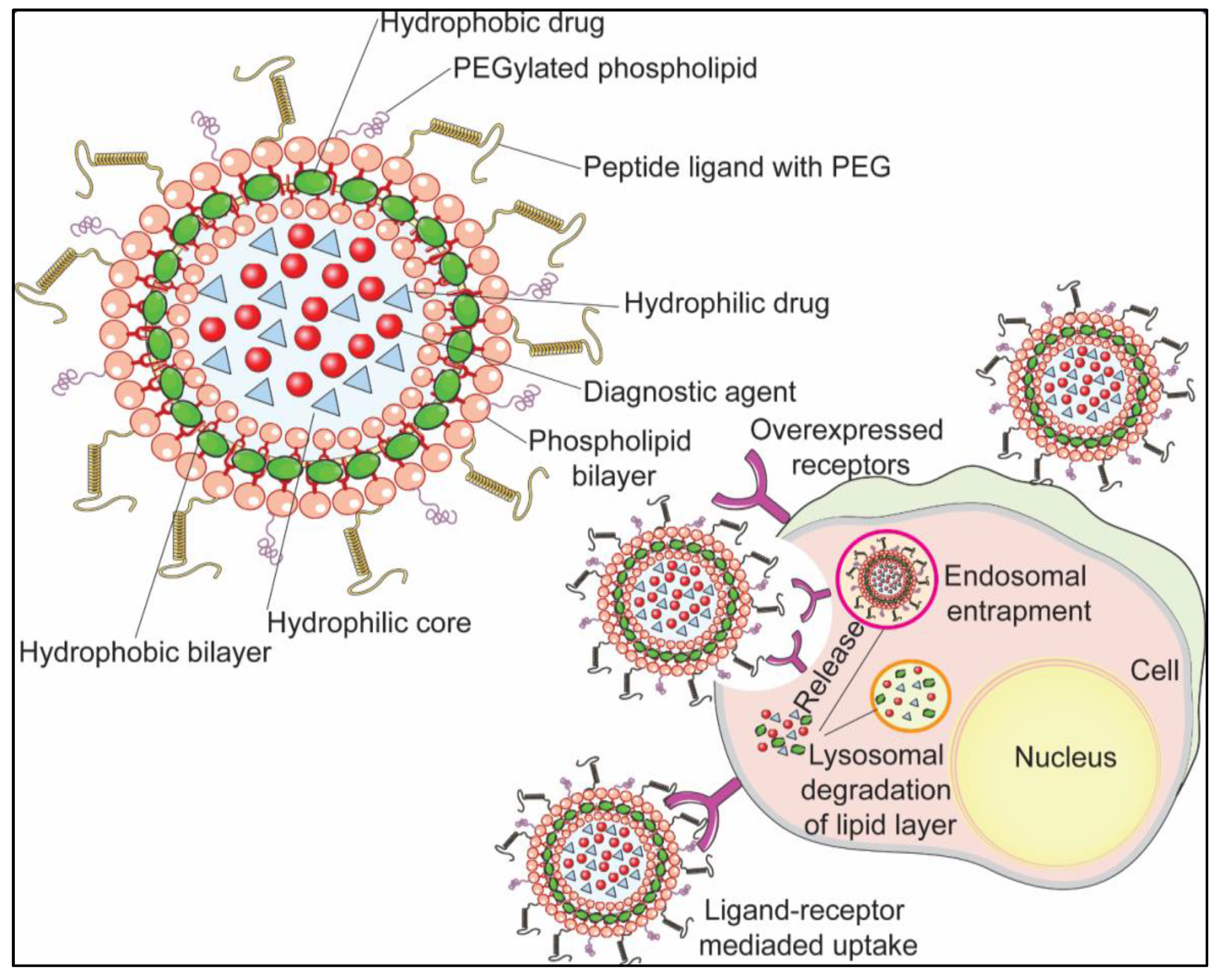 Pharmaceutics 13 01433 g002
