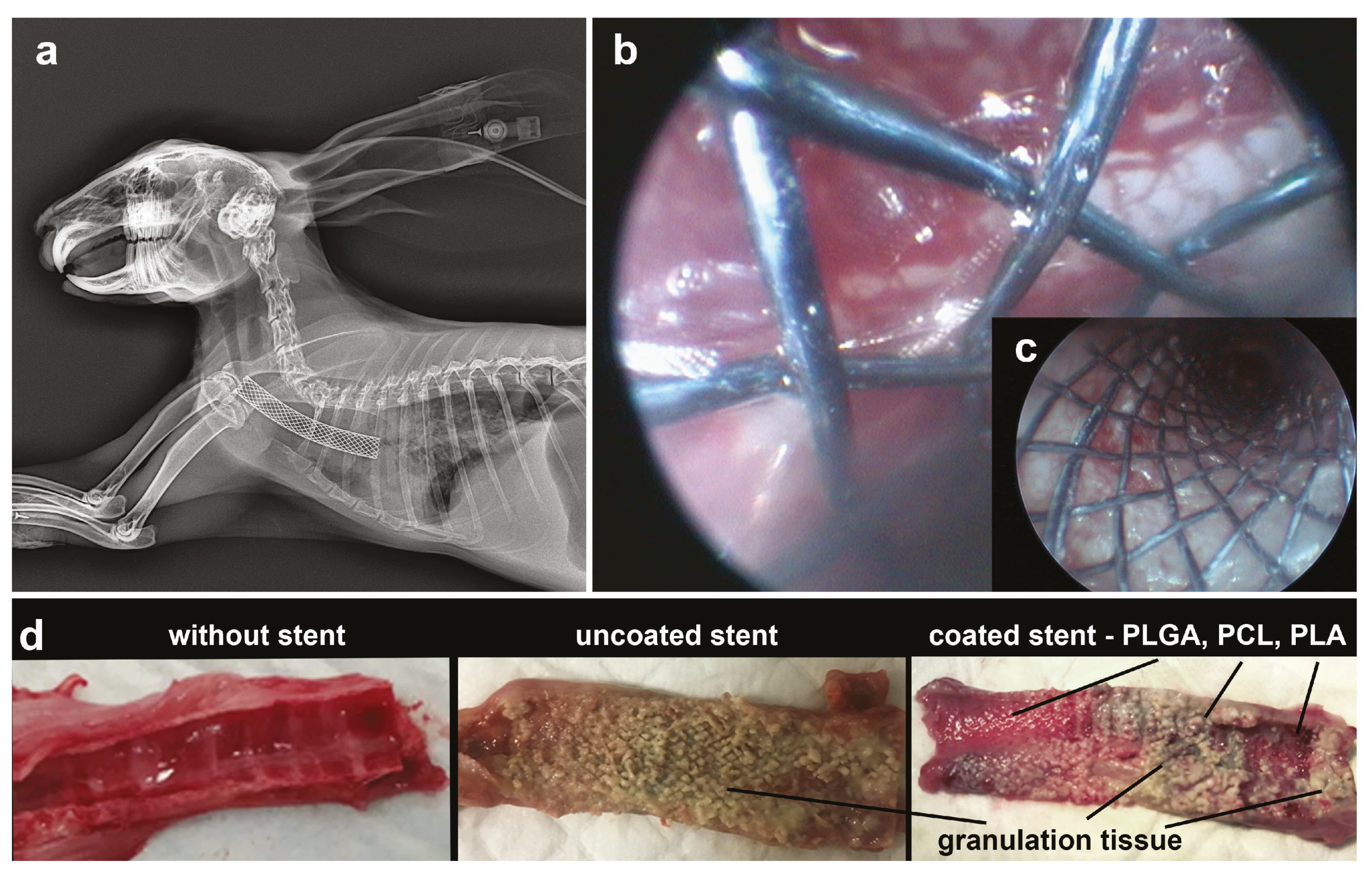 Pharmaceutics 13 01437 g005