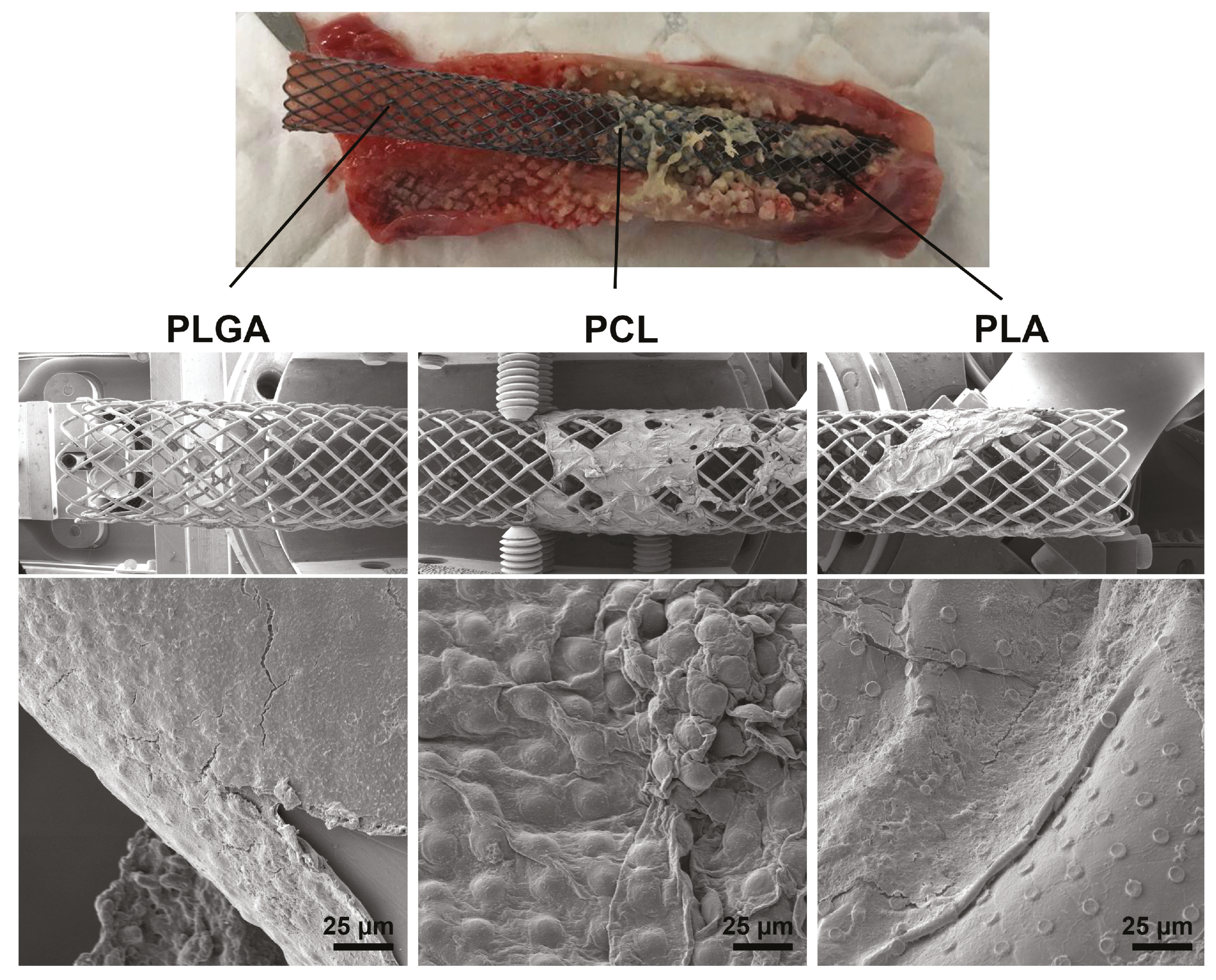 Pharmaceutics 13 01437 g006