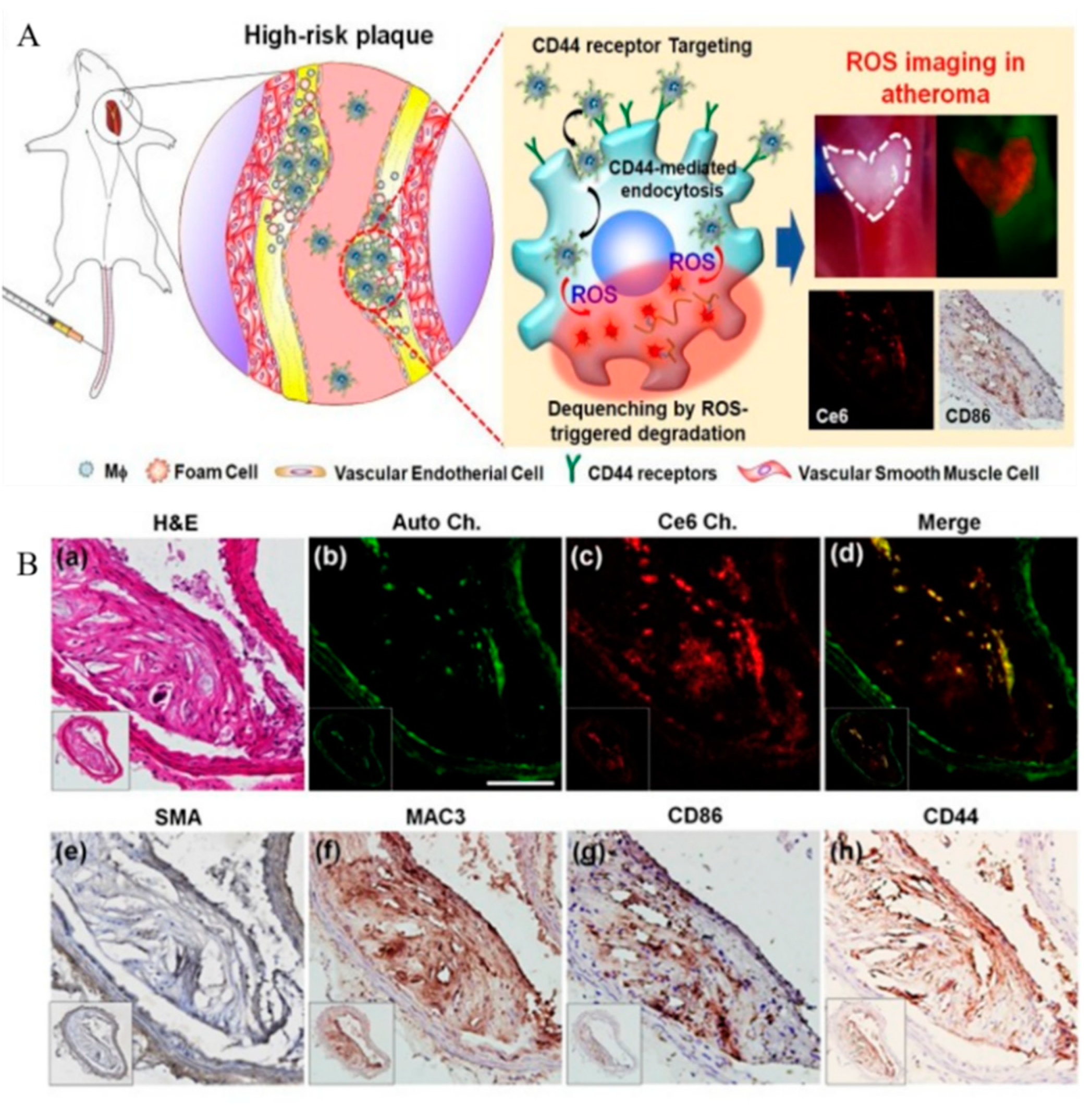 Pharmaceutics 13 01452 g005