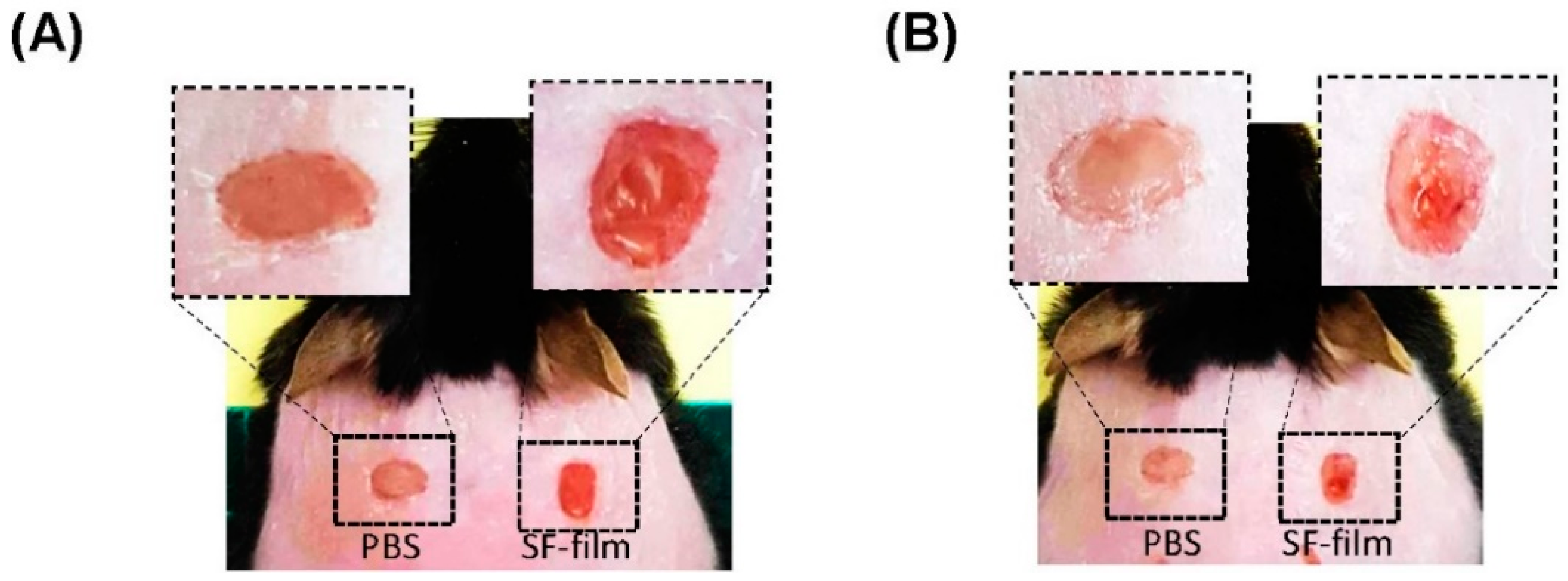 Pharmaceutics 13 01459 g008