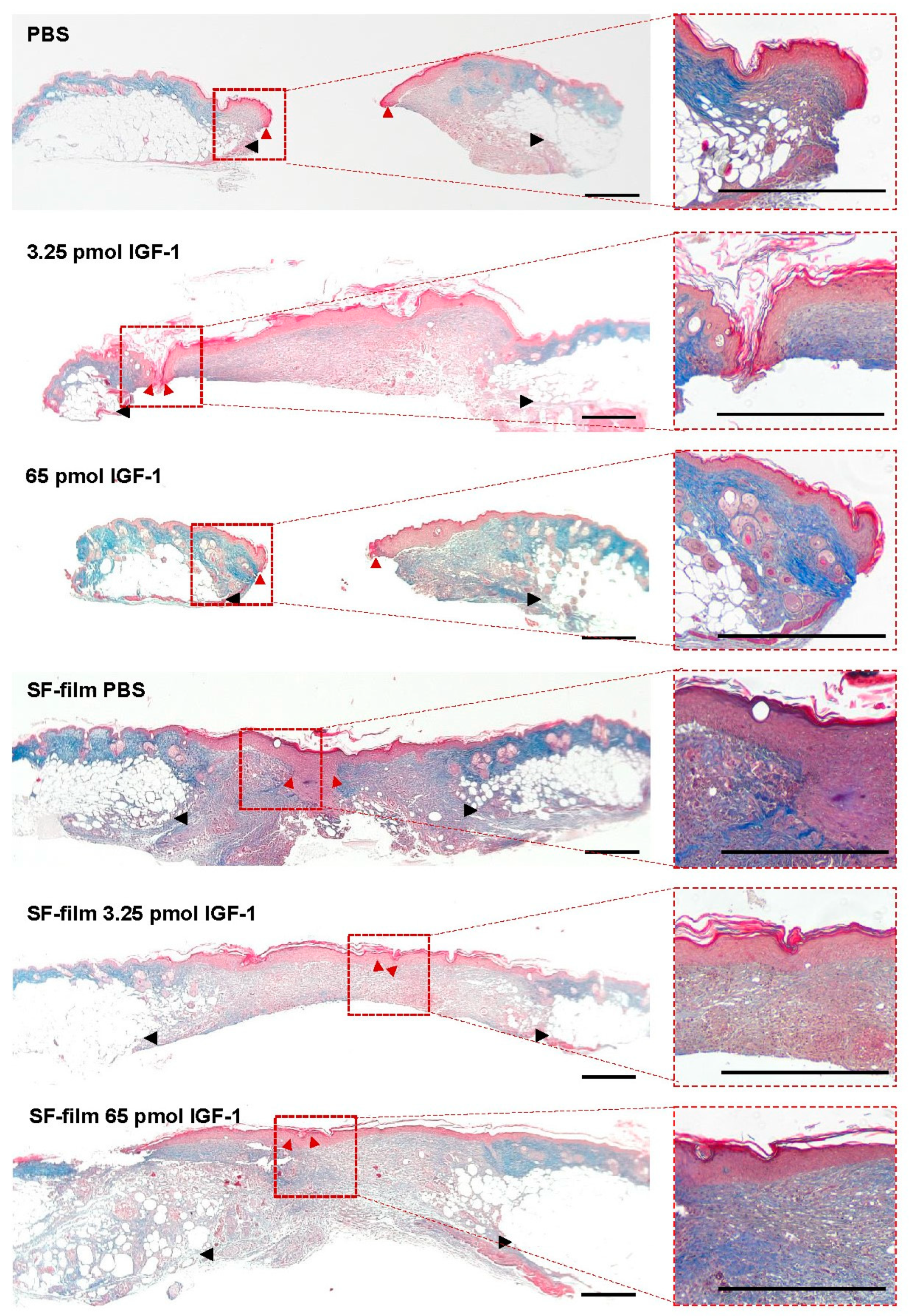 Pharmaceutics 13 01459 g009