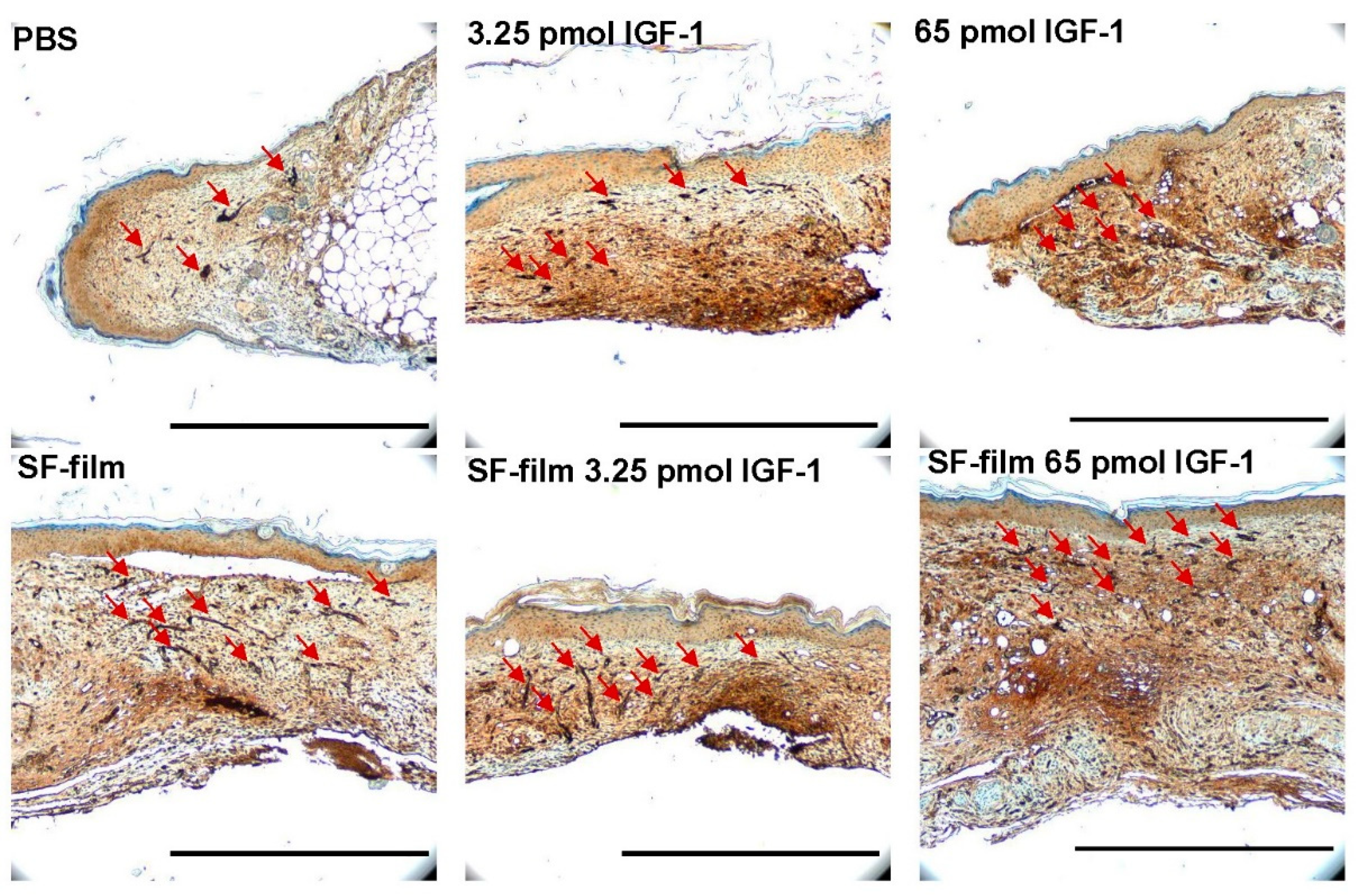 Pharmaceutics 13 01459 g011