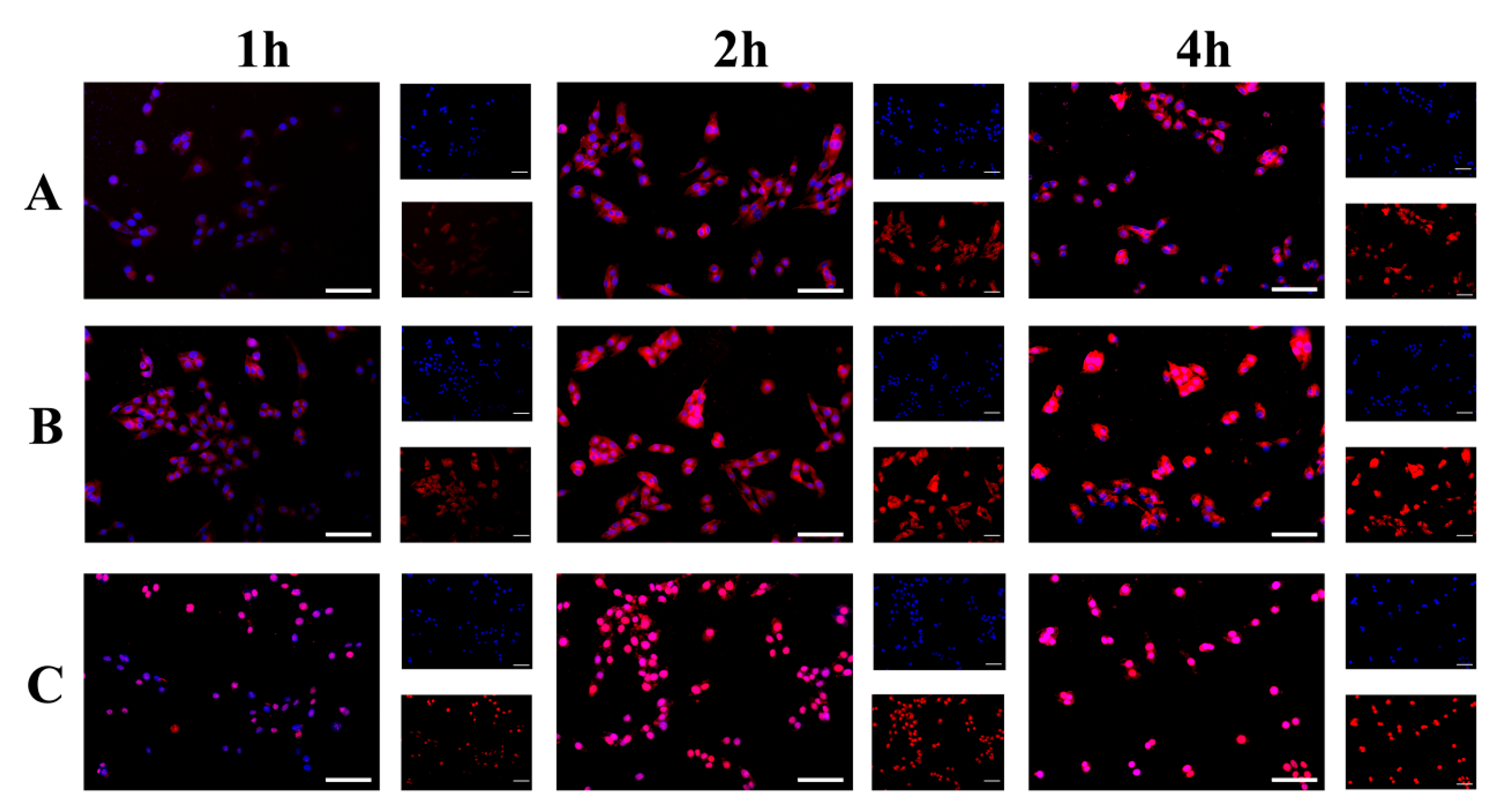 Pharmaceutics 13 01464 g005