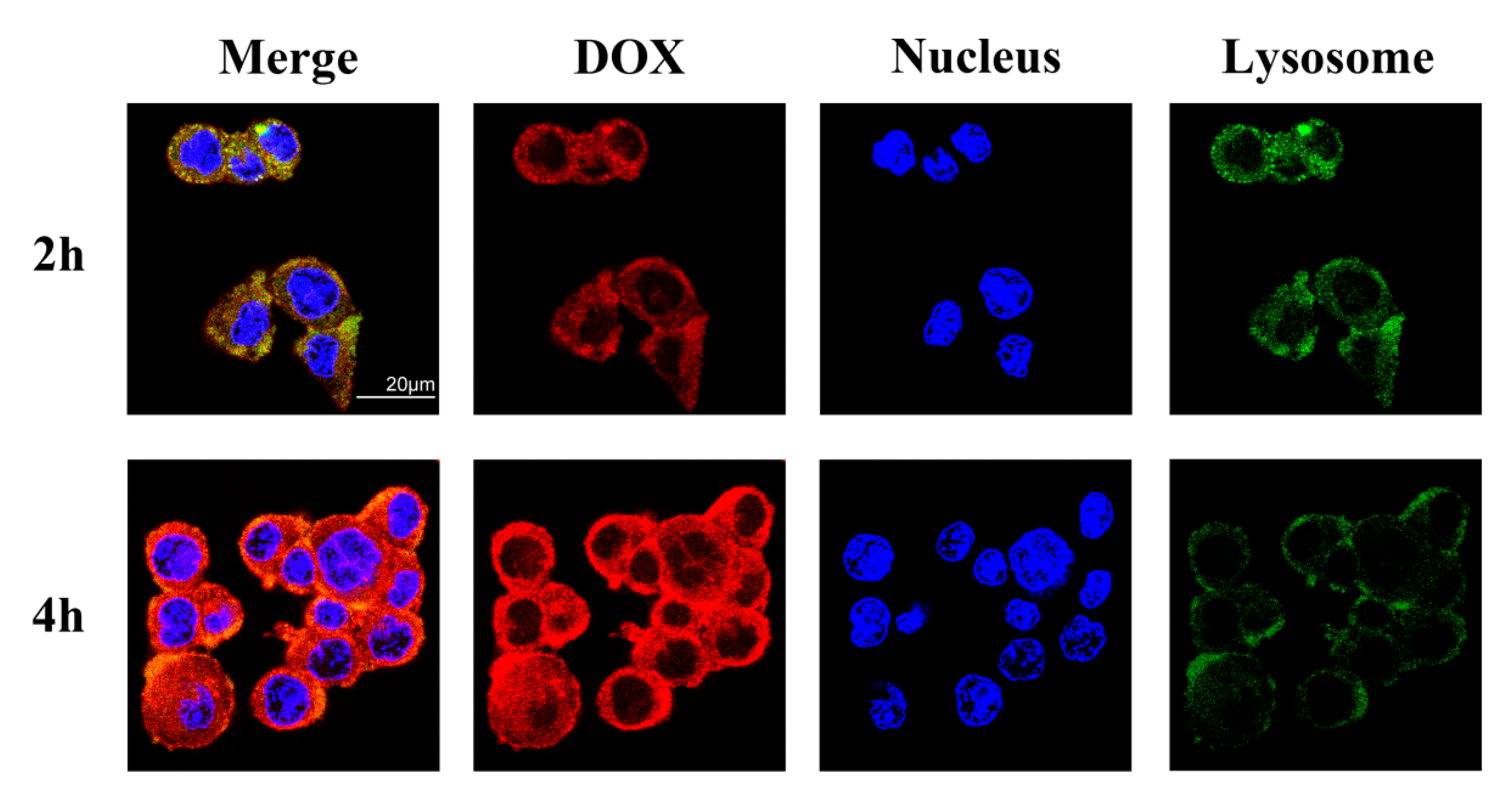 Pharmaceutics 13 01464 g007