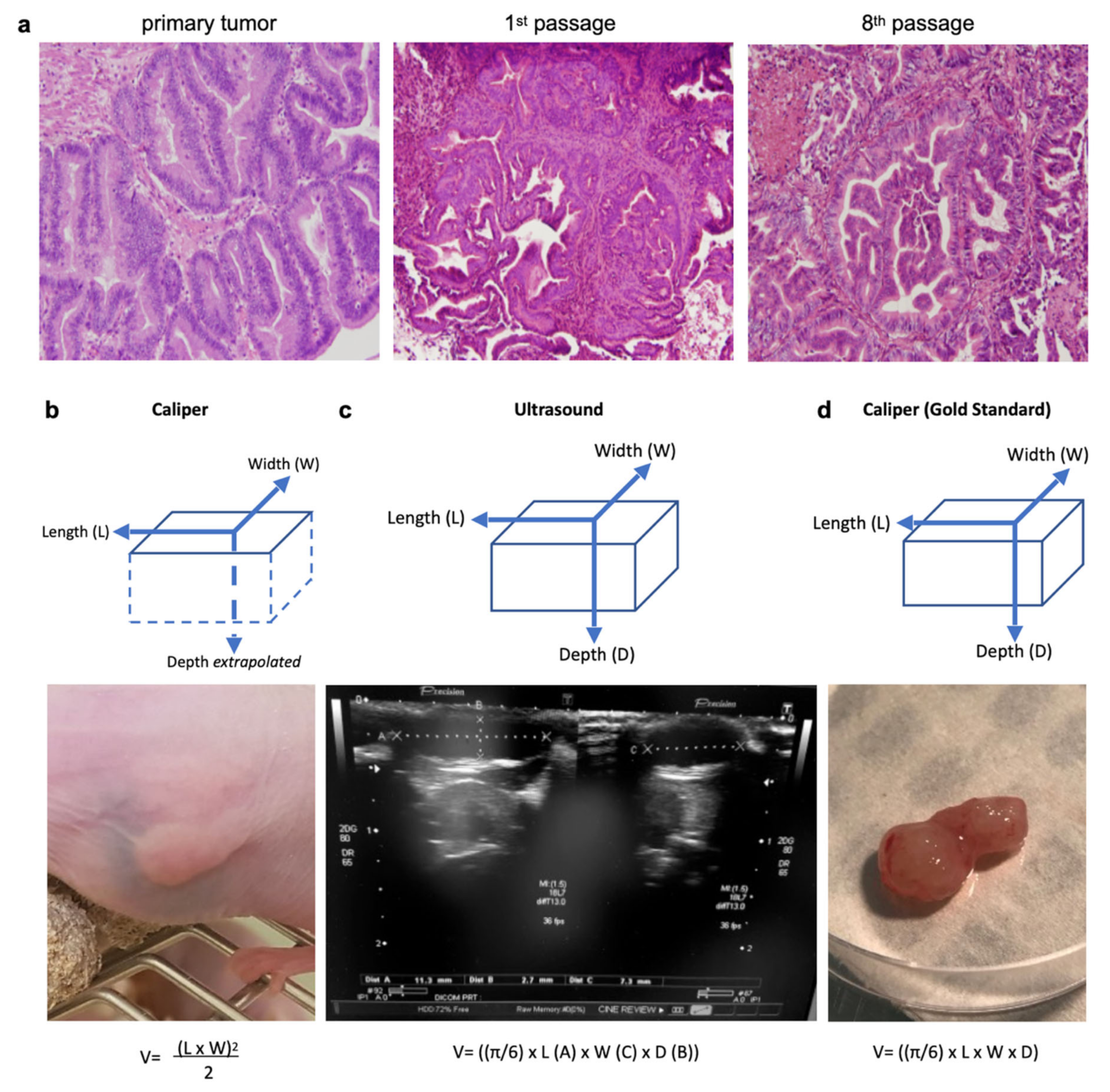 Pharmaceutics 13 01485 g001