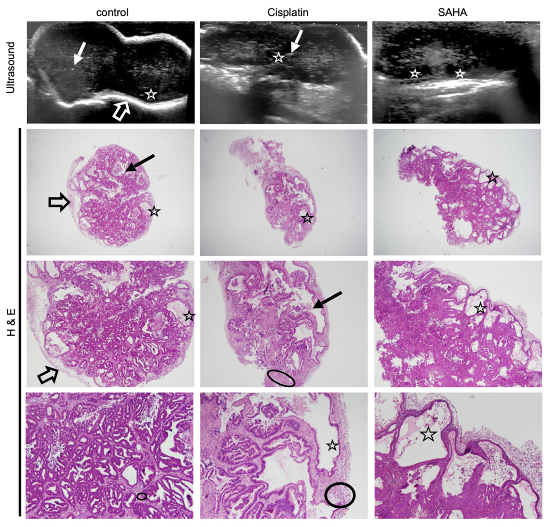 Pharmaceutics 13 01485 g004
