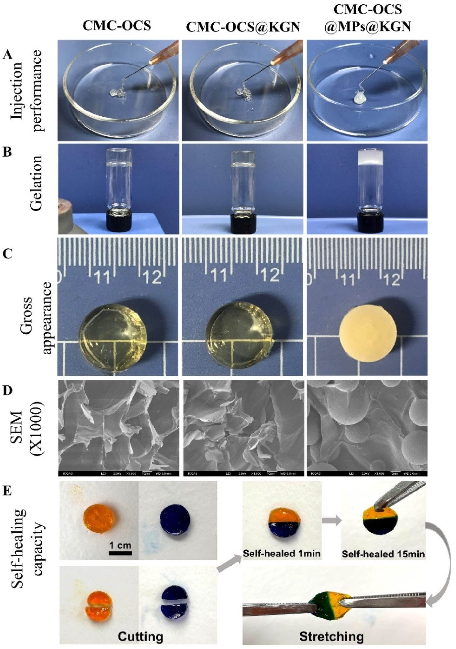 Pharmaceutics 13 01487 g003